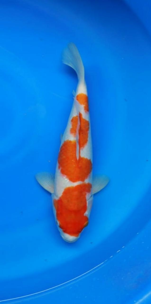 KOHAKU STEP 3 ORIGINAL SUPER JOSS BODYBULKI 35cm