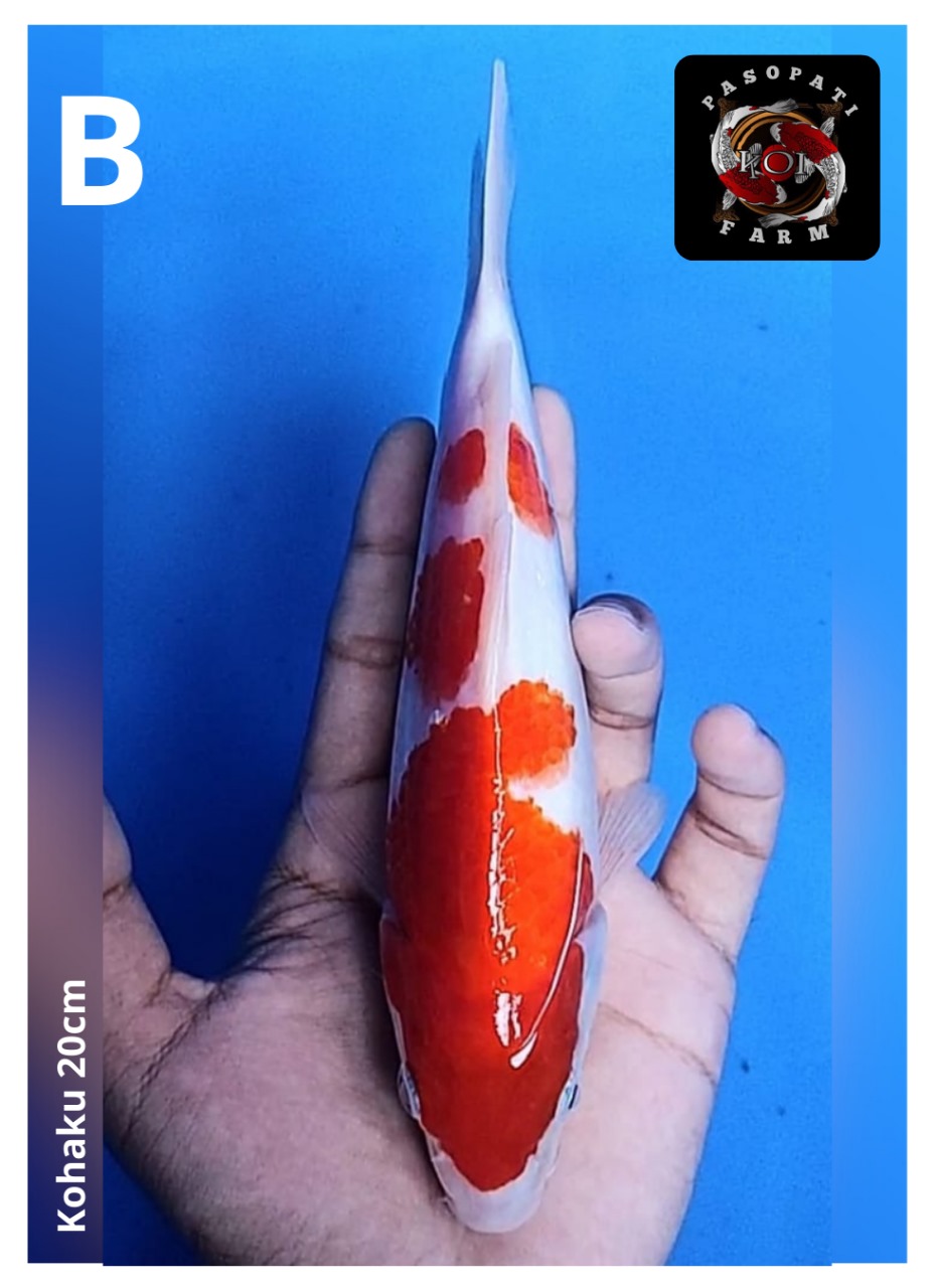 KOHAKU 20cm