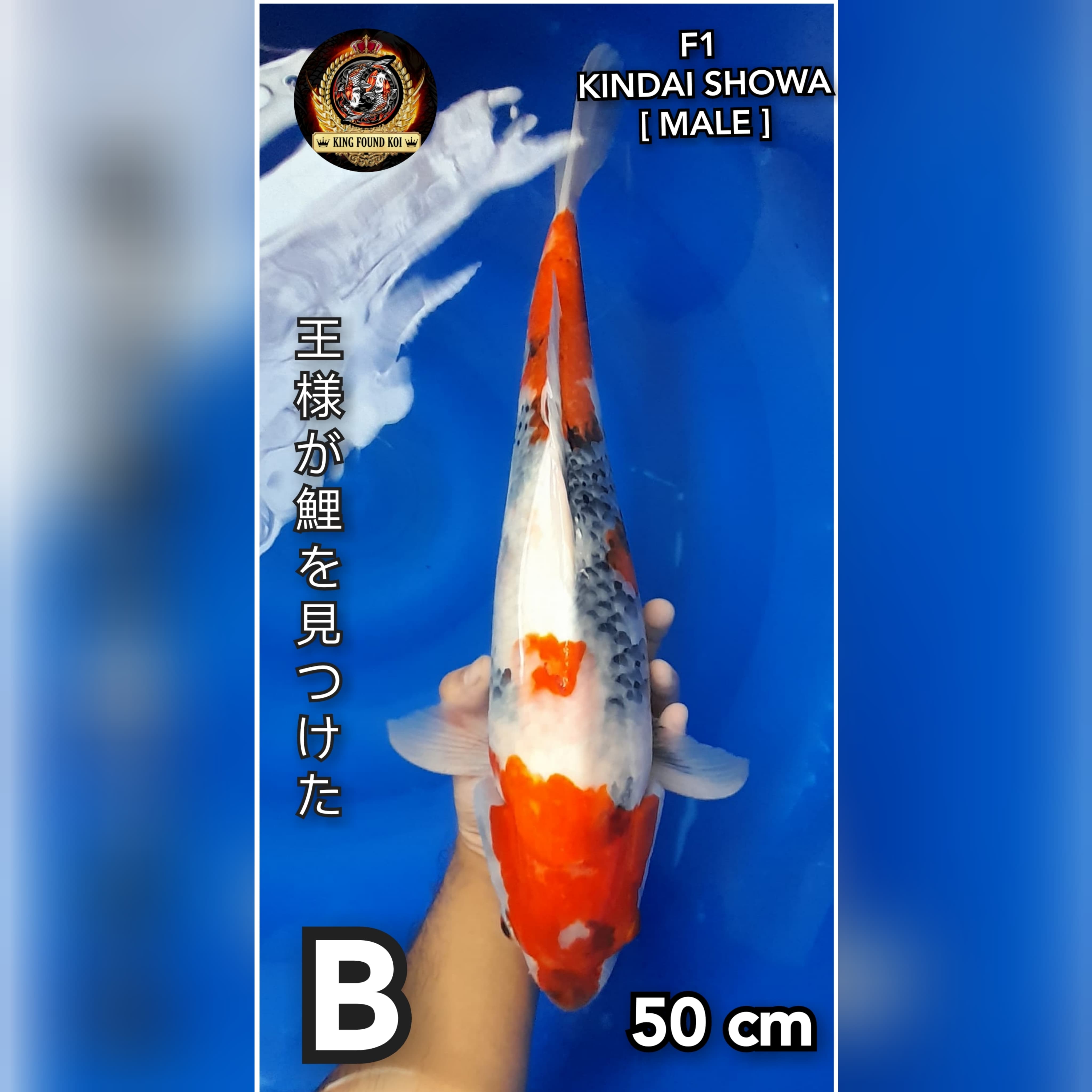 KINDAI SHOWA 50cm