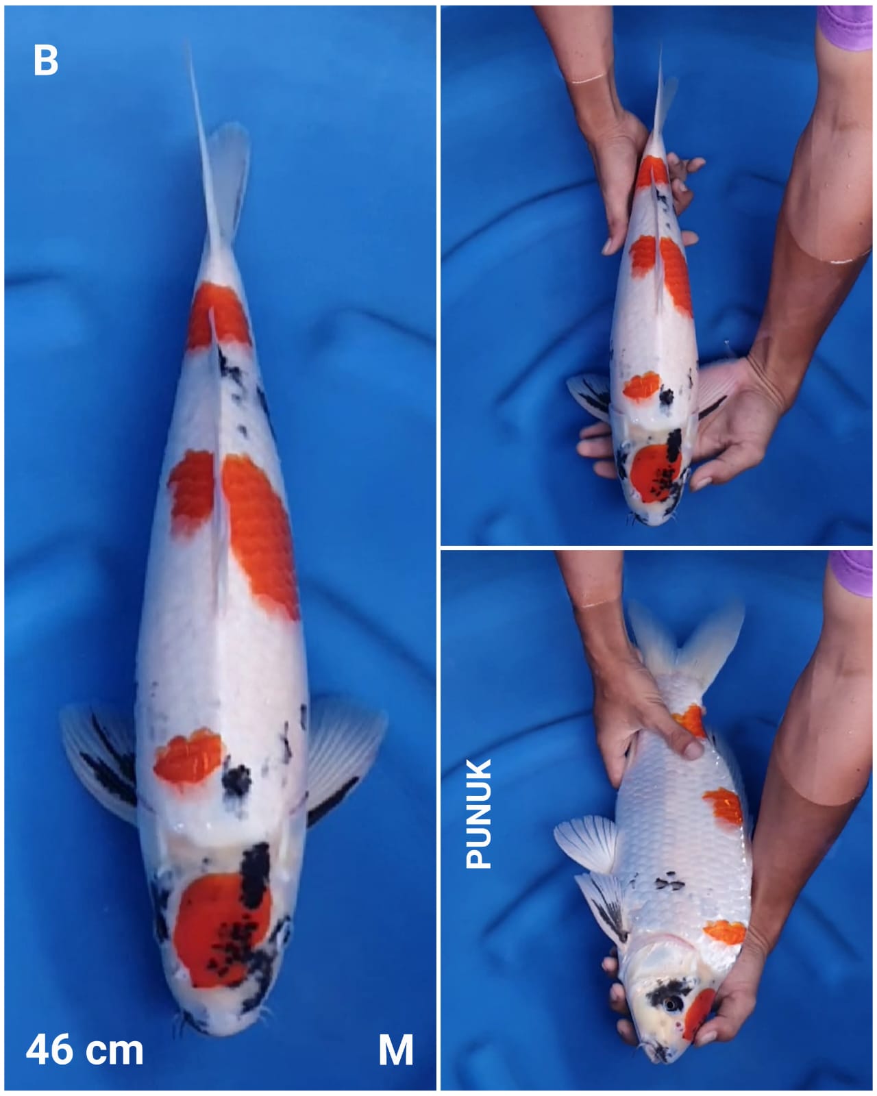 SHOWA TATEGOI PUNUK 46cm