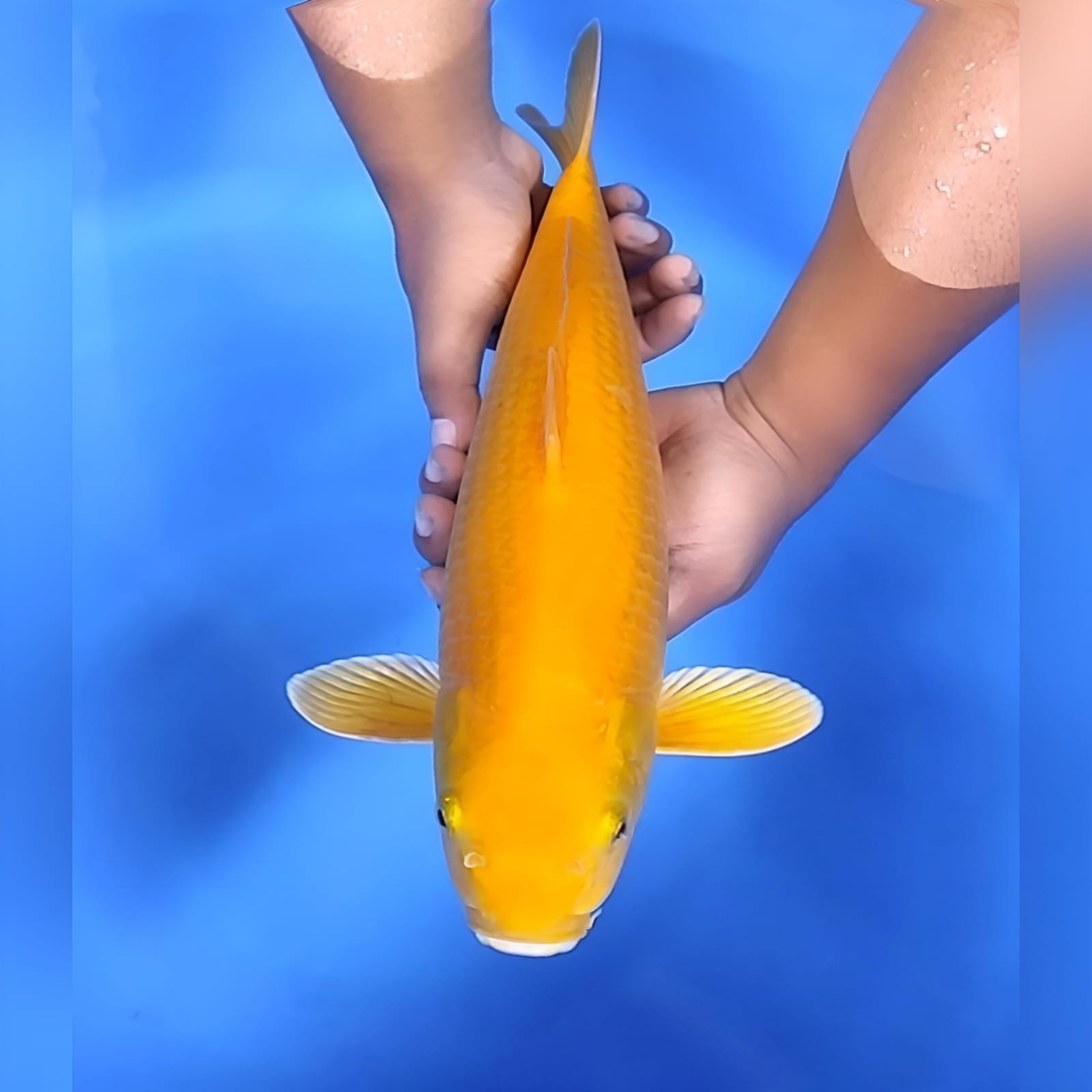 KARASHI MANGO MATA MERAH JUMBO 42cm