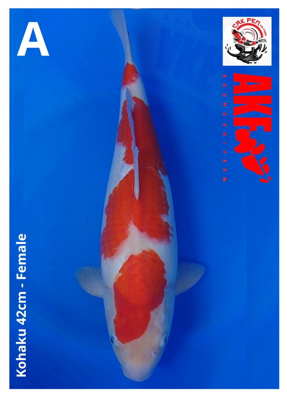 KOHAKU 42cm