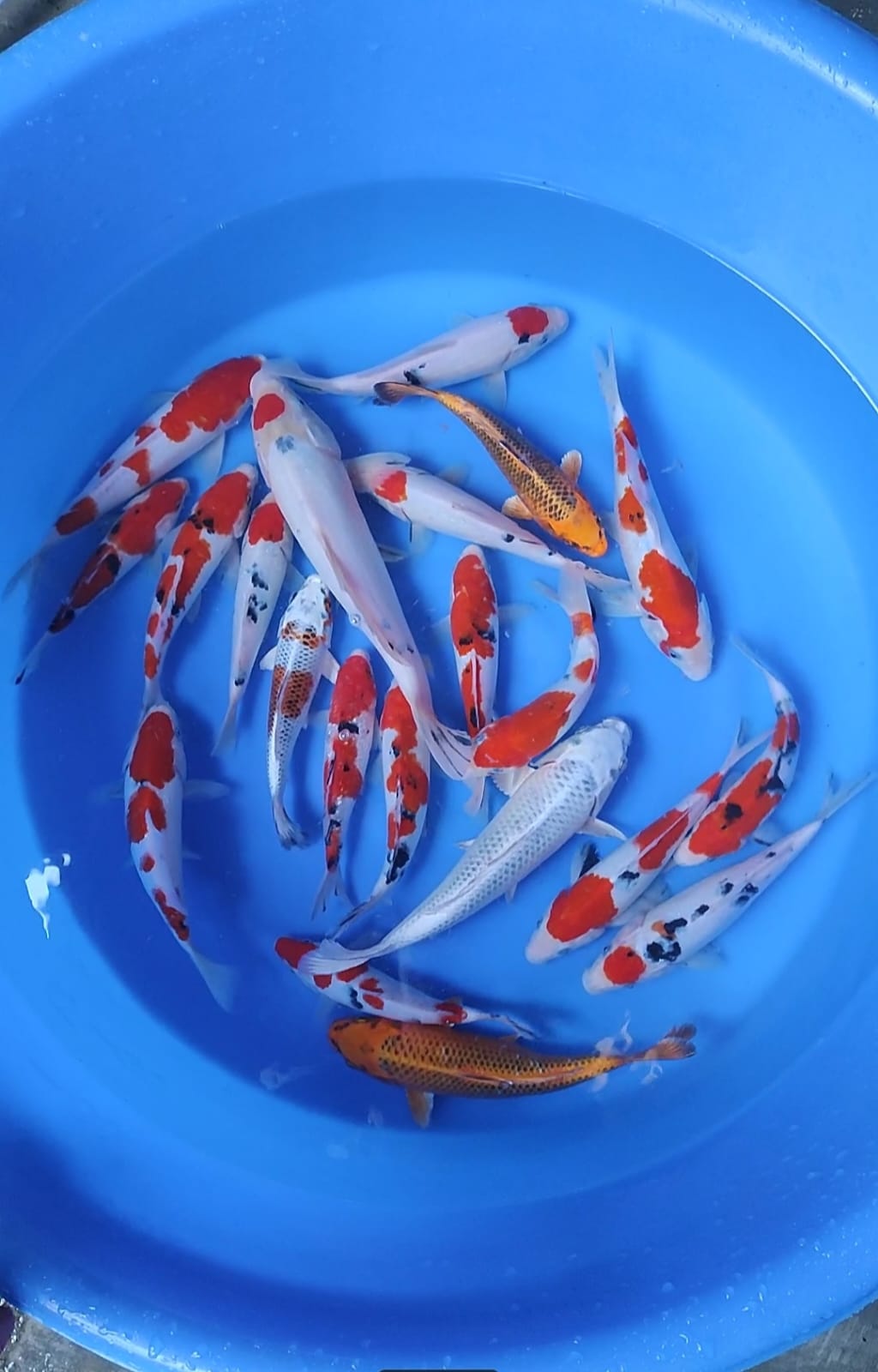 PAKET KOHAKU SANKE MIX KUJAKU ORIGINAL 20 EKOR SIZE 20 30cm