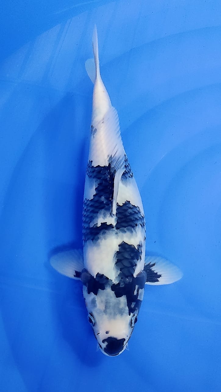 SHIRO F 40cm