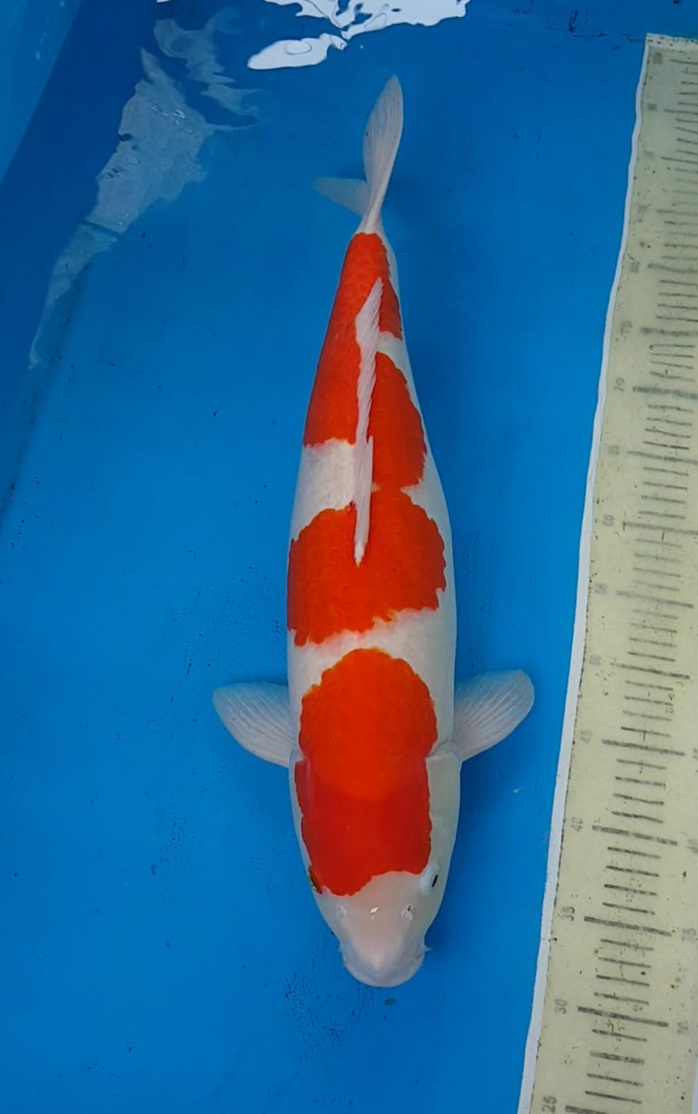 KOHAKU SQ 57cm