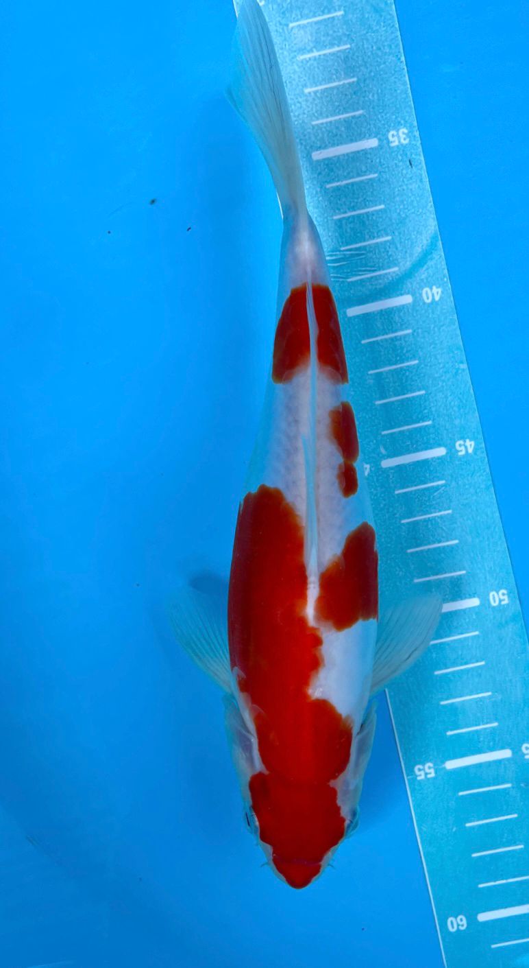 DOITSU KOHAKU SHINODA 26cm