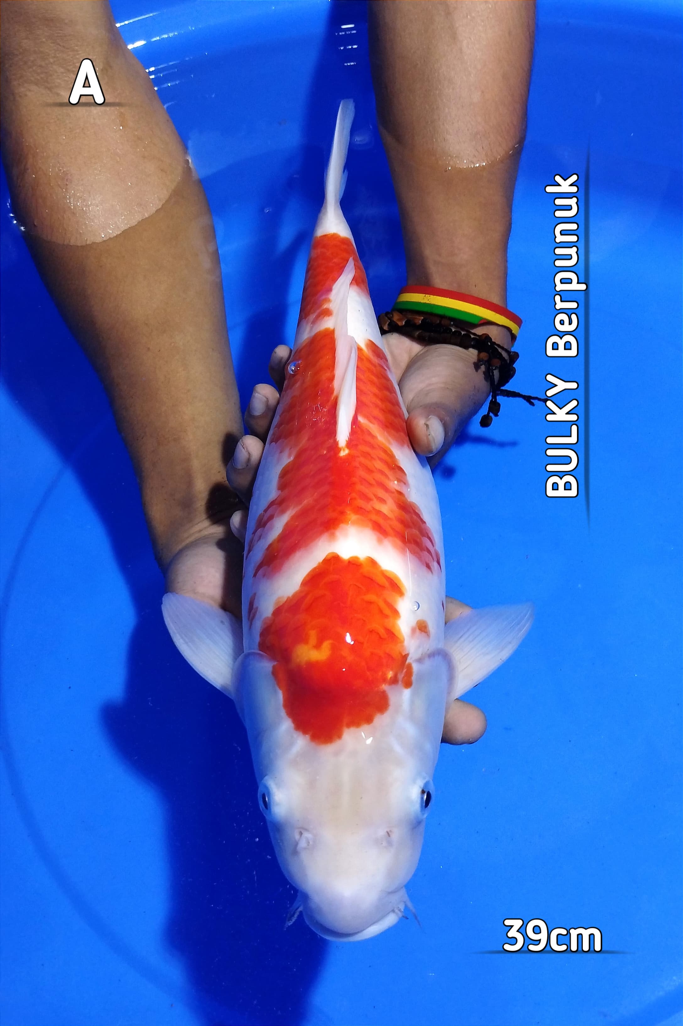 KOHAKU SISIK BERPUNUK 39cm