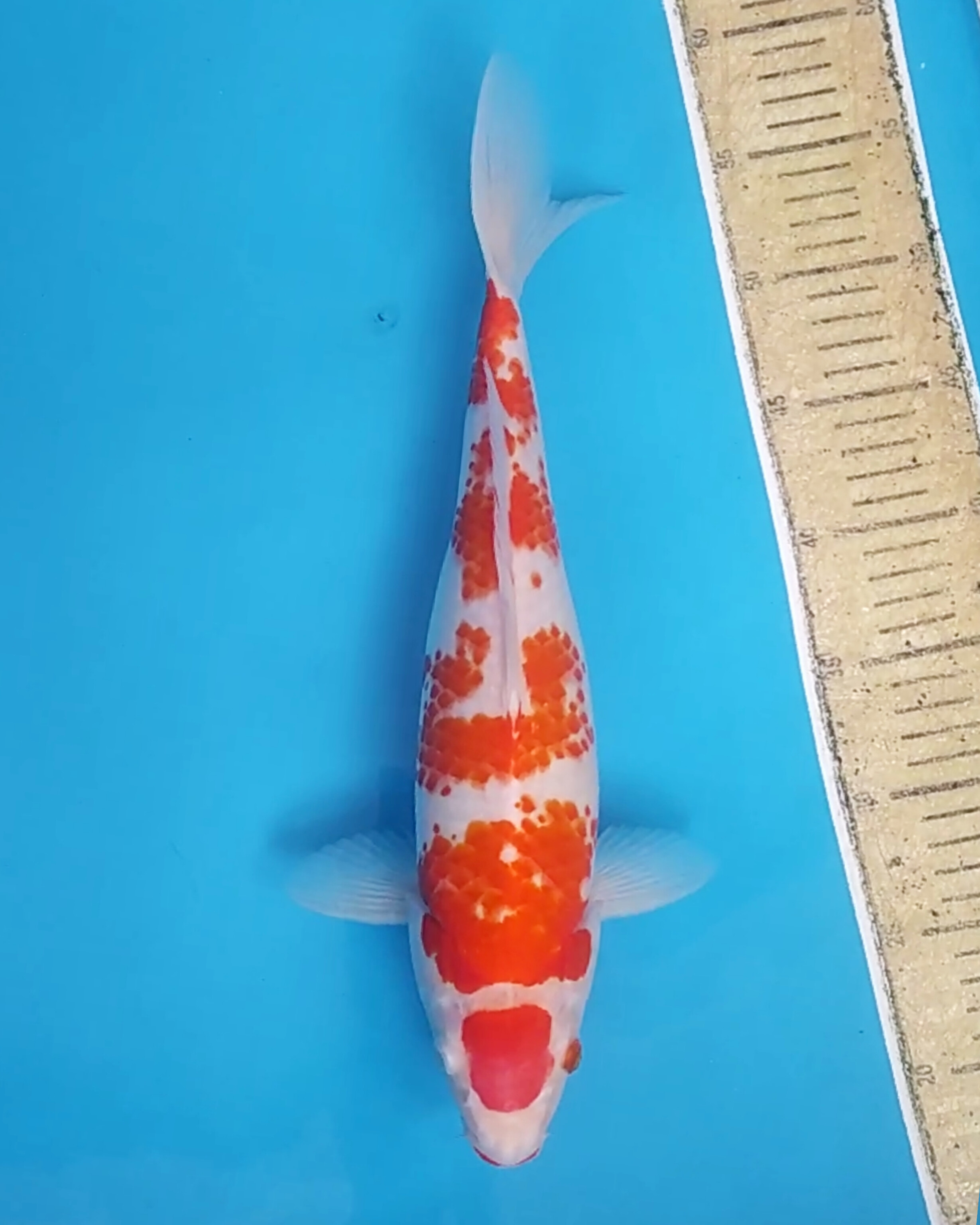 MARUTEN KOHAKU KANOKO 38cm