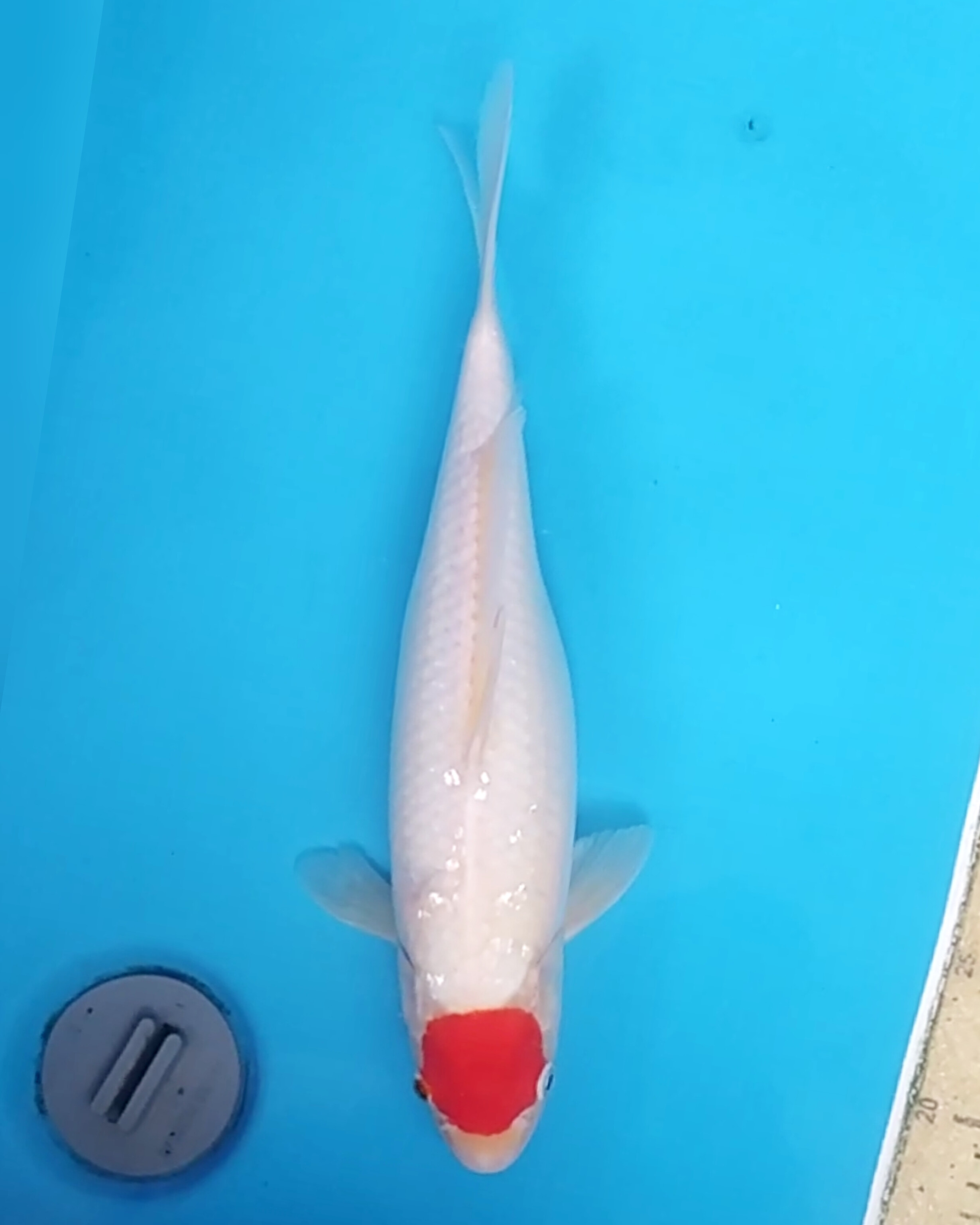 TANCHO KOHAKU 36cm