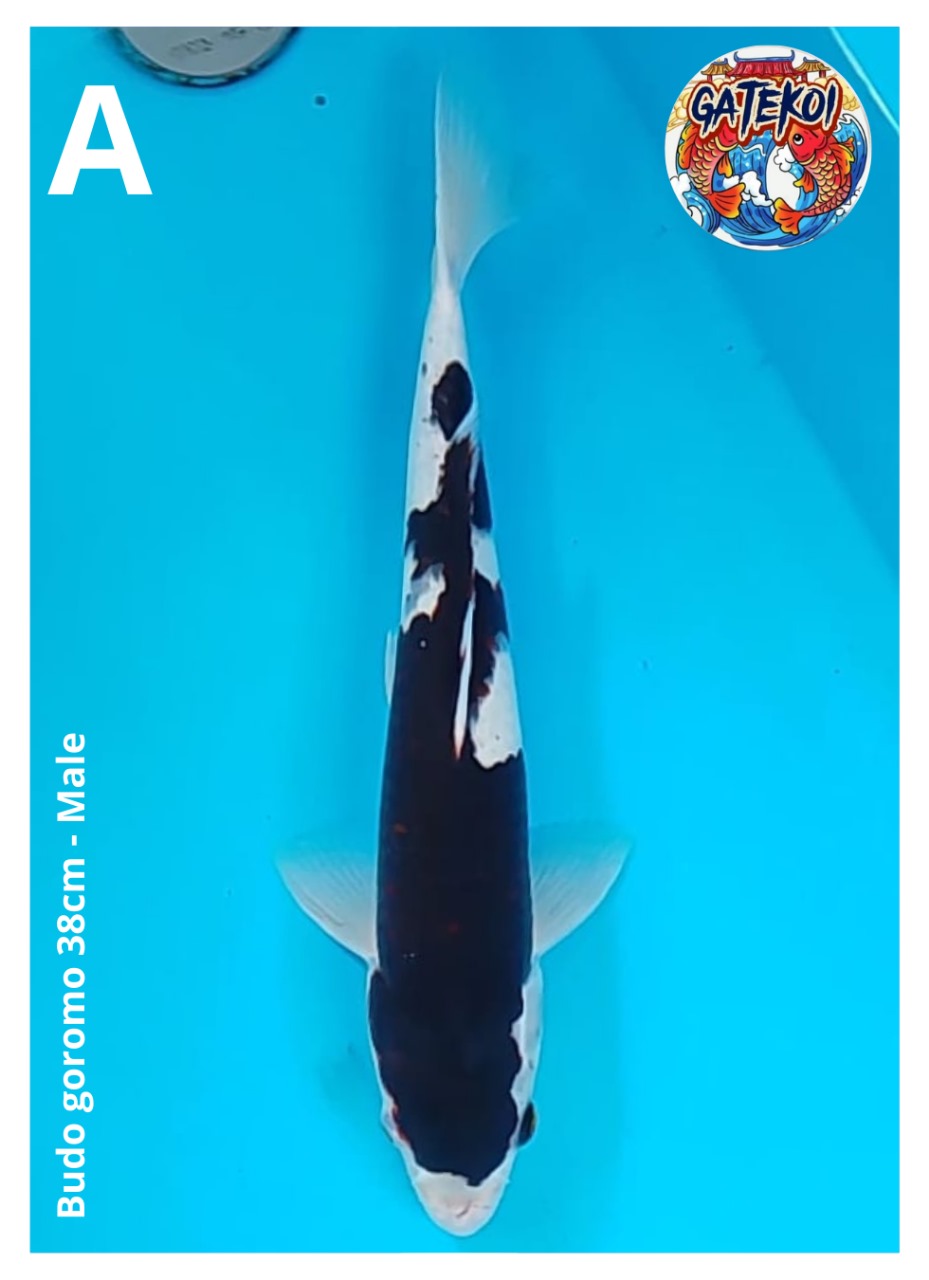 BUDO GOROMO 38cm
