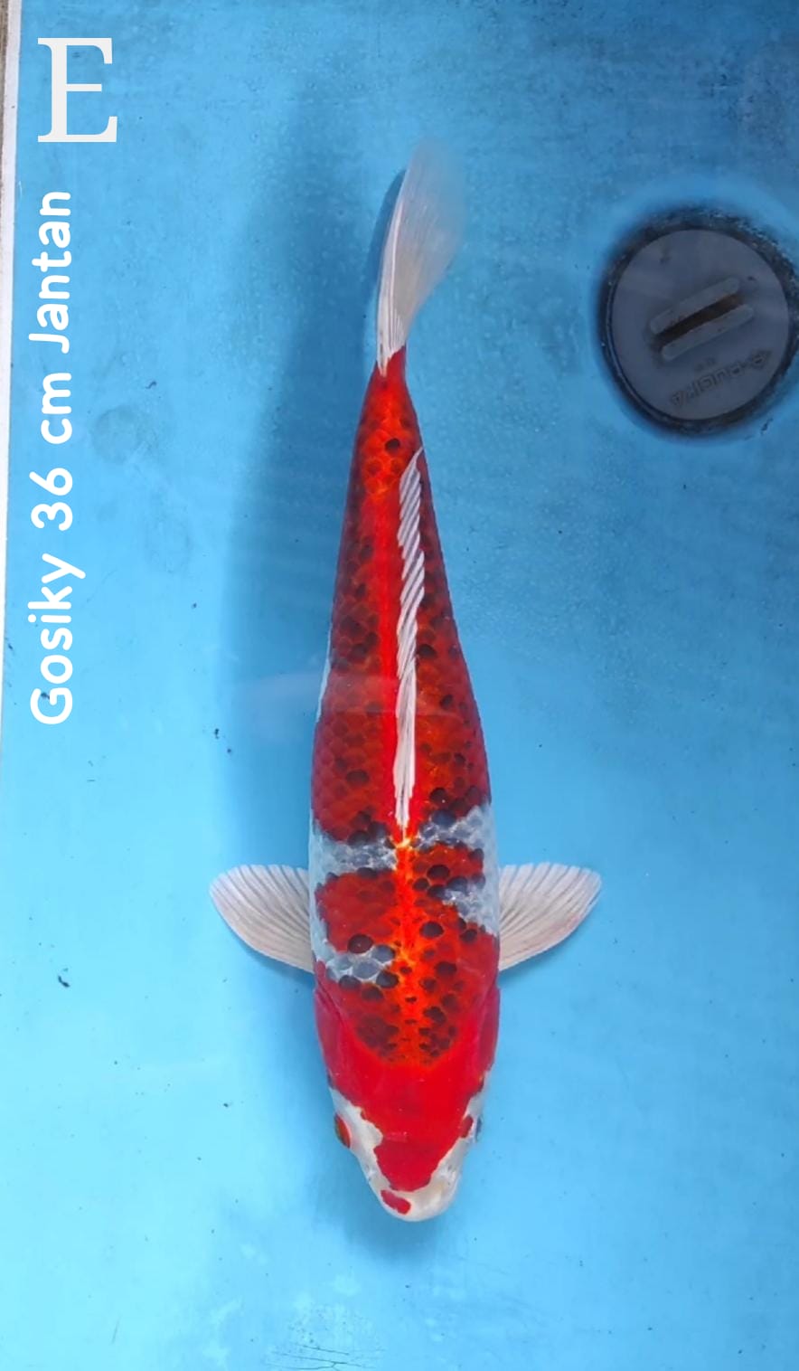 GOSIKY 36cm