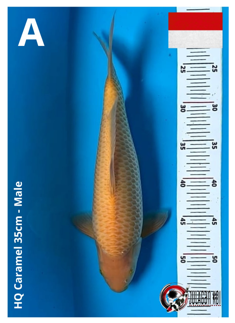 HQ CARAMEL 35cm