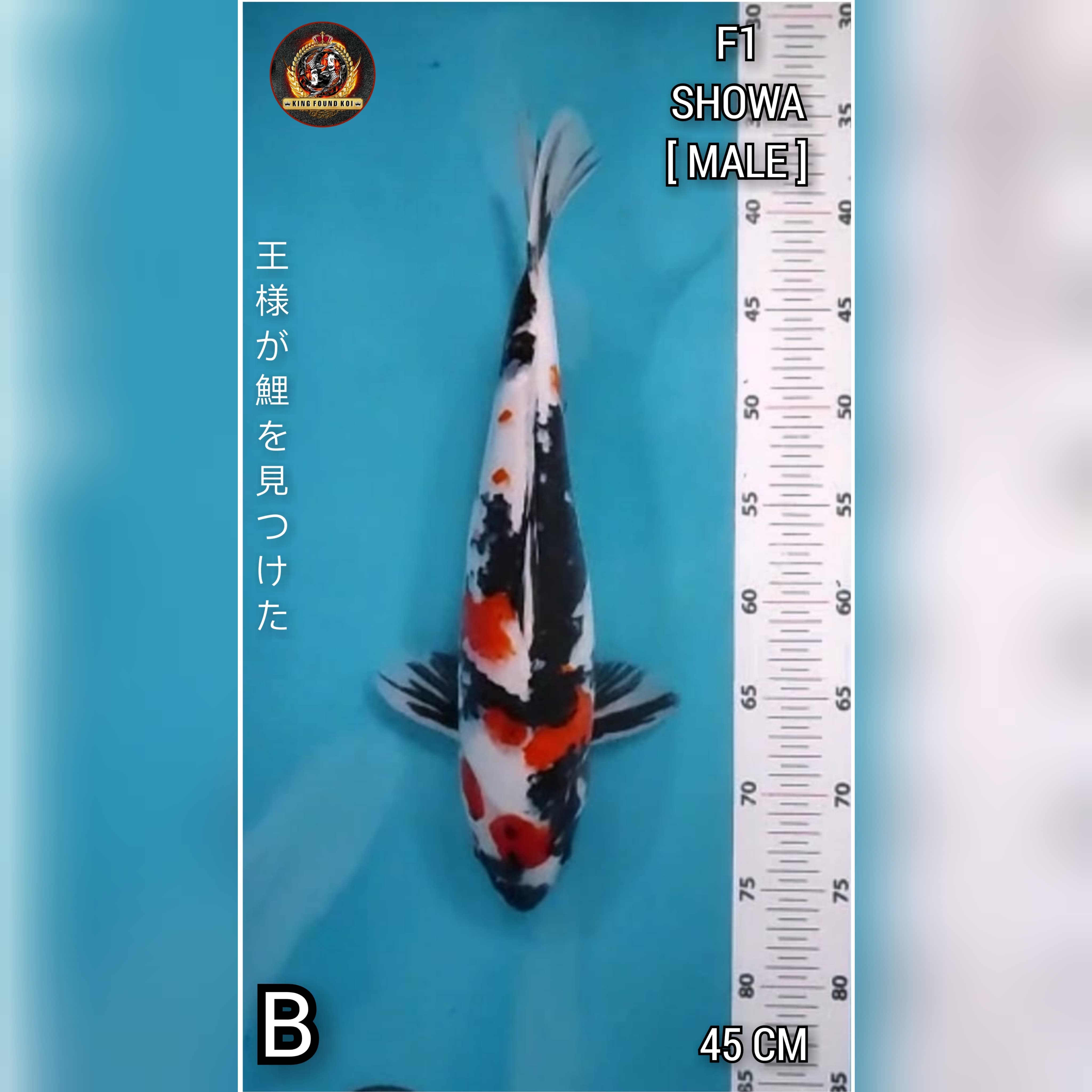 SHOWA F1 45cm