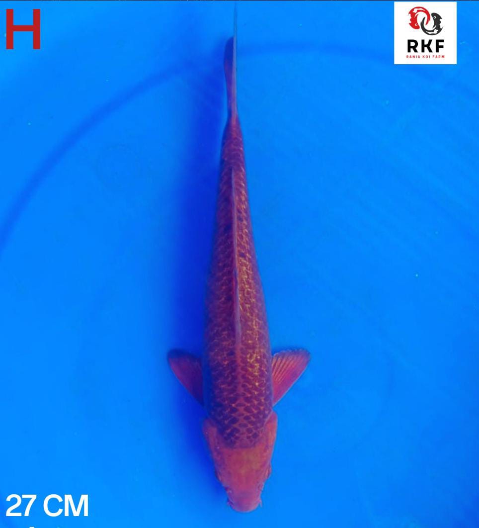 CARAMEL 27cm