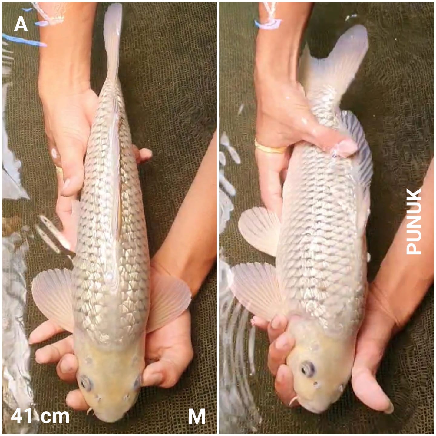 SORAGOI PUNUK 41cm