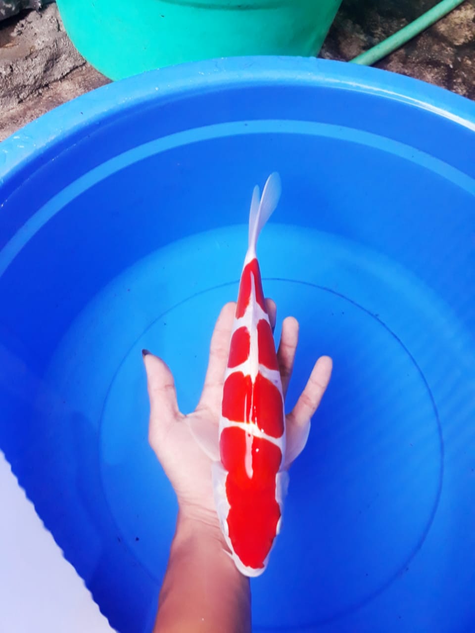 Lelang Koi Online, Jual Beli Ikan Koi, Pusat Jual Beli Koi, Info Lelang Koi Hari Ini, Platform Jual Beli Koi, Jual Beli Ikan Koi Online, Marketplace Ikan Koi, Jual Koi Terbaik, Tempat Beli Koi Berkualitas, Pasar Ikan Koi Online Terpercaya, Penjual Ikan Koi Terpercaya, Beli Koi Hias Online, Ikan Koi untuk Dijual, Koi Kualitas Terbaik, Toko Online Ikan Koi, Koi Hias Untuk Dijual, Jual Beli Ikan Koi Lokal, Koi Indonesia Online, Pusat Jual Beli Koi Terbesar