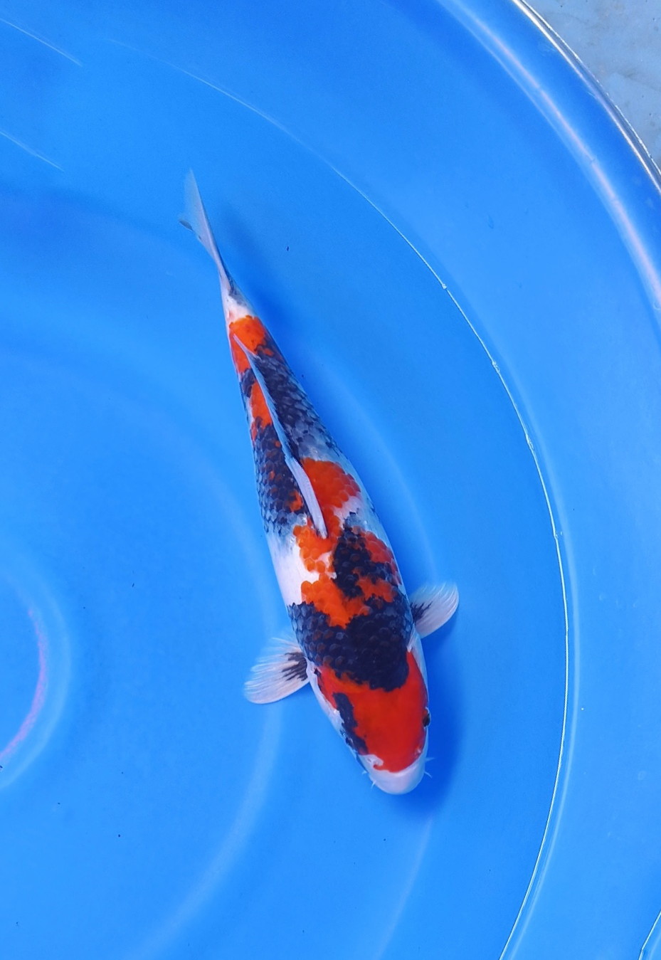 SHOWA TOP BODY ORI 38cm FEMALE BRED MBAH MANGIL