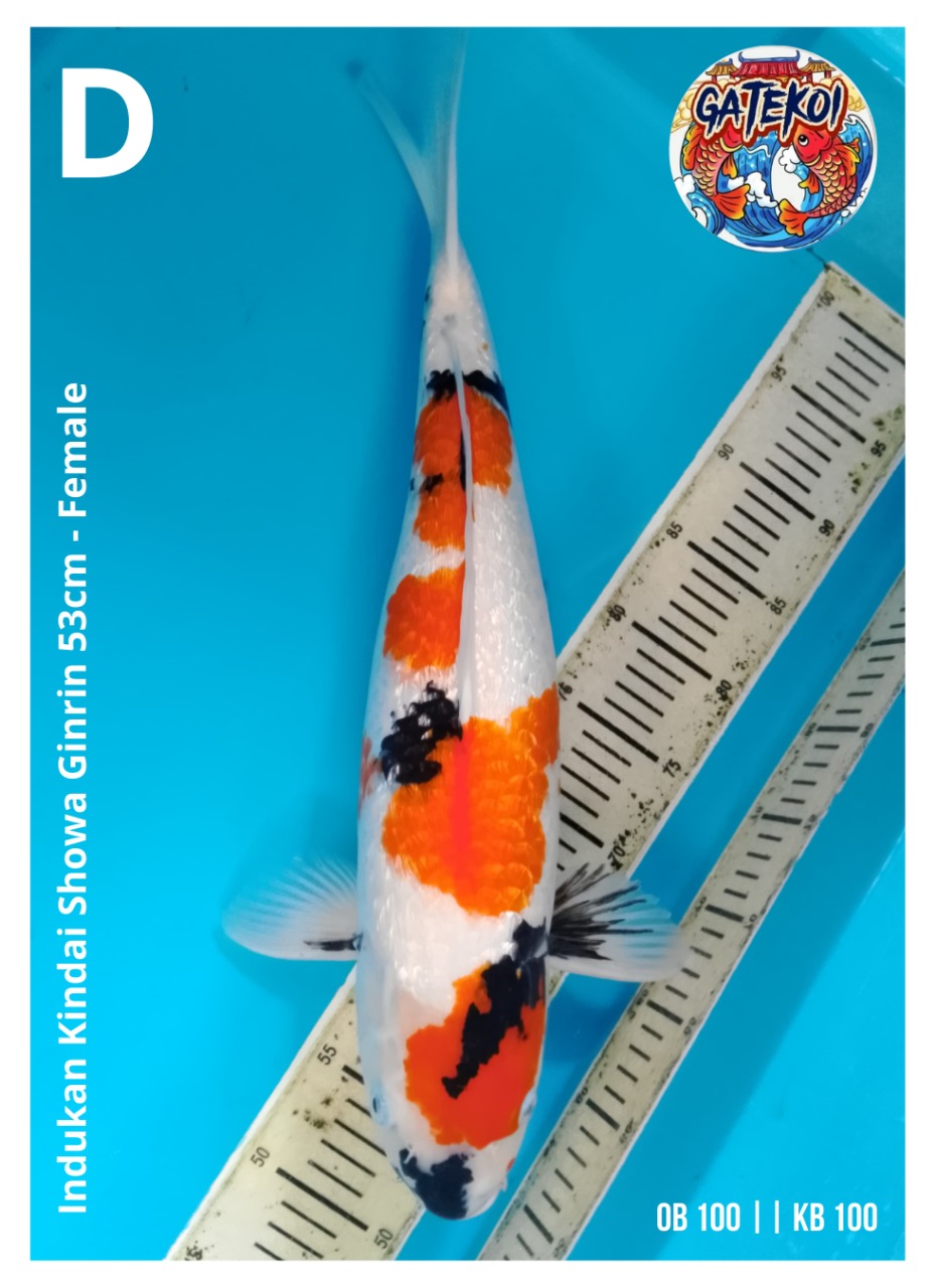 INDUKAN KINDAI SHOWA GINRIN 53cm