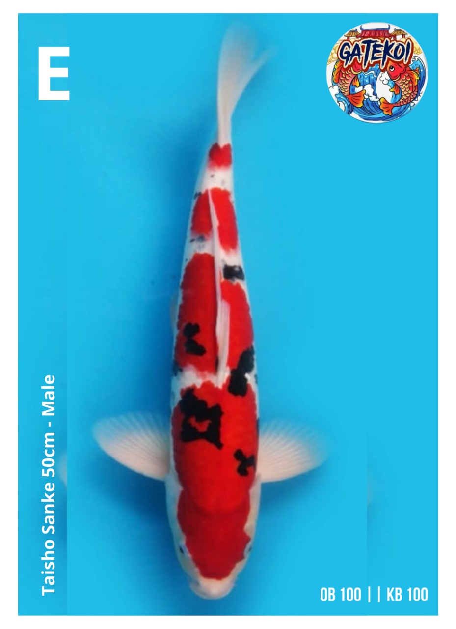 TAISHO SANKE 50cm