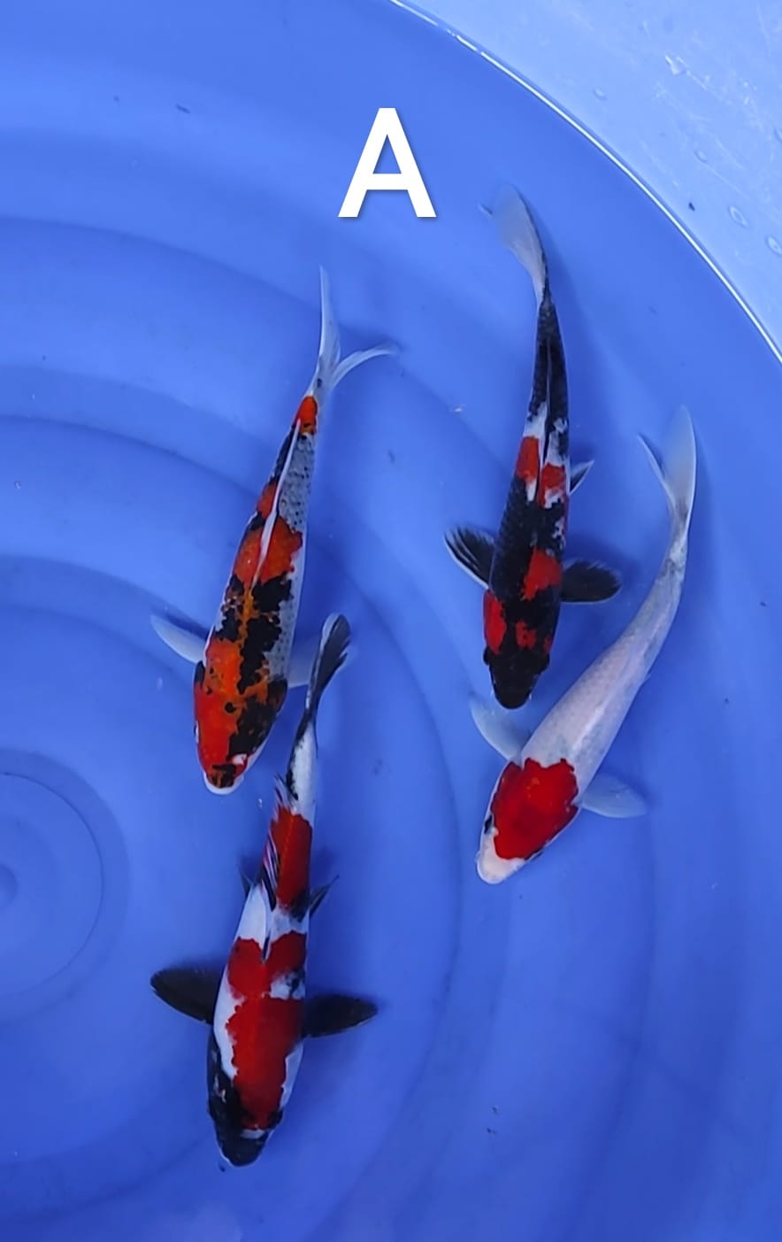 SHOWA SANSHOKU 2527cm