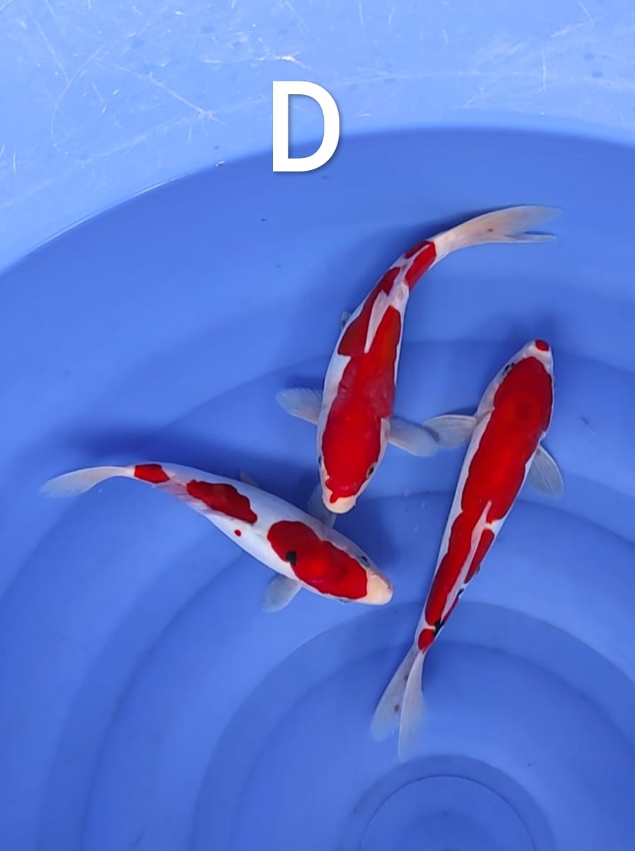 DOITSU KOHAKU SANKE 2427cm