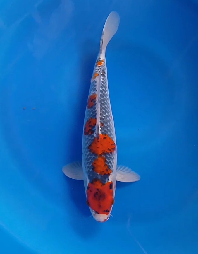 RED GOSHIKI 33cm