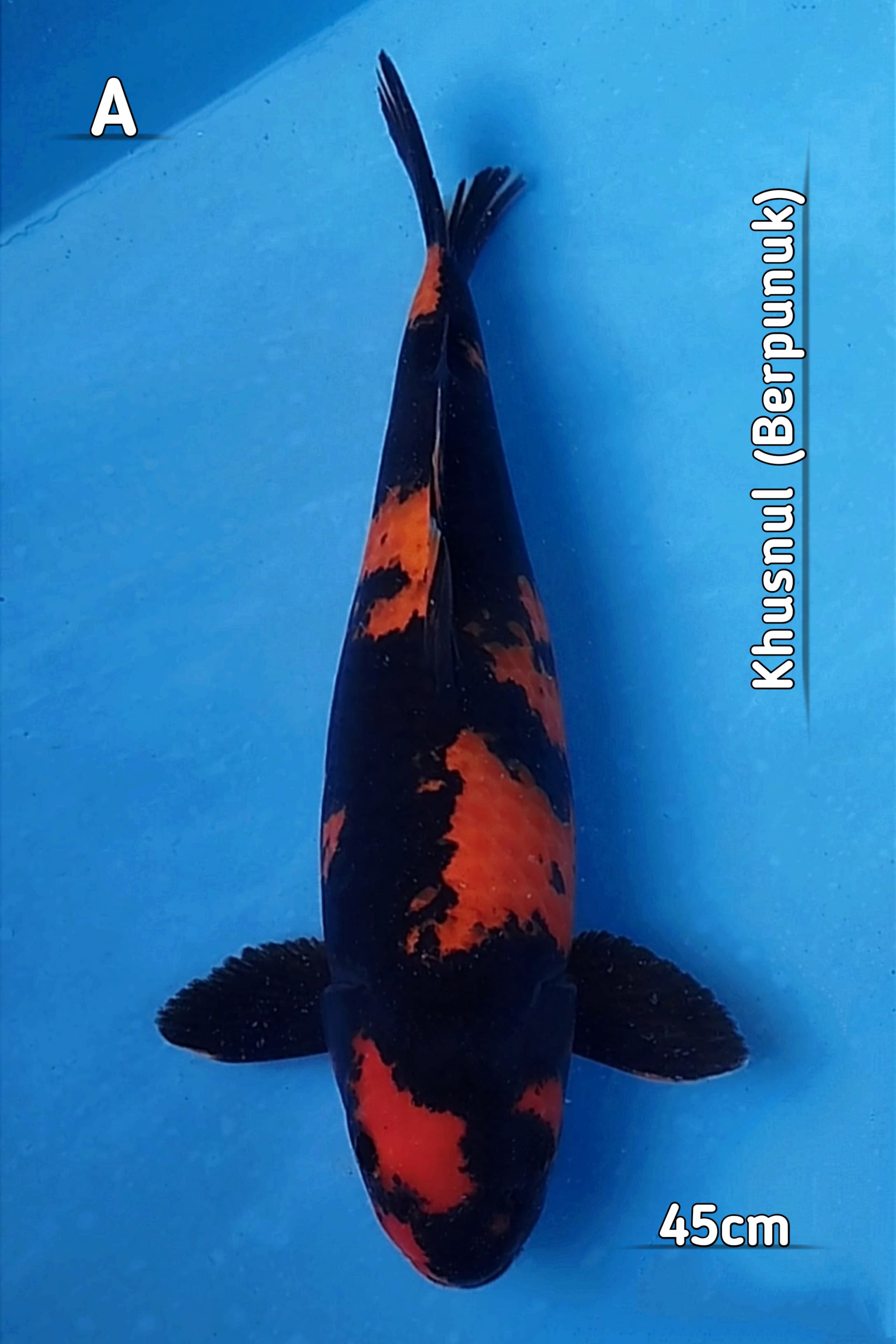 HQ HI UTSURI KHUSNUL 45cm