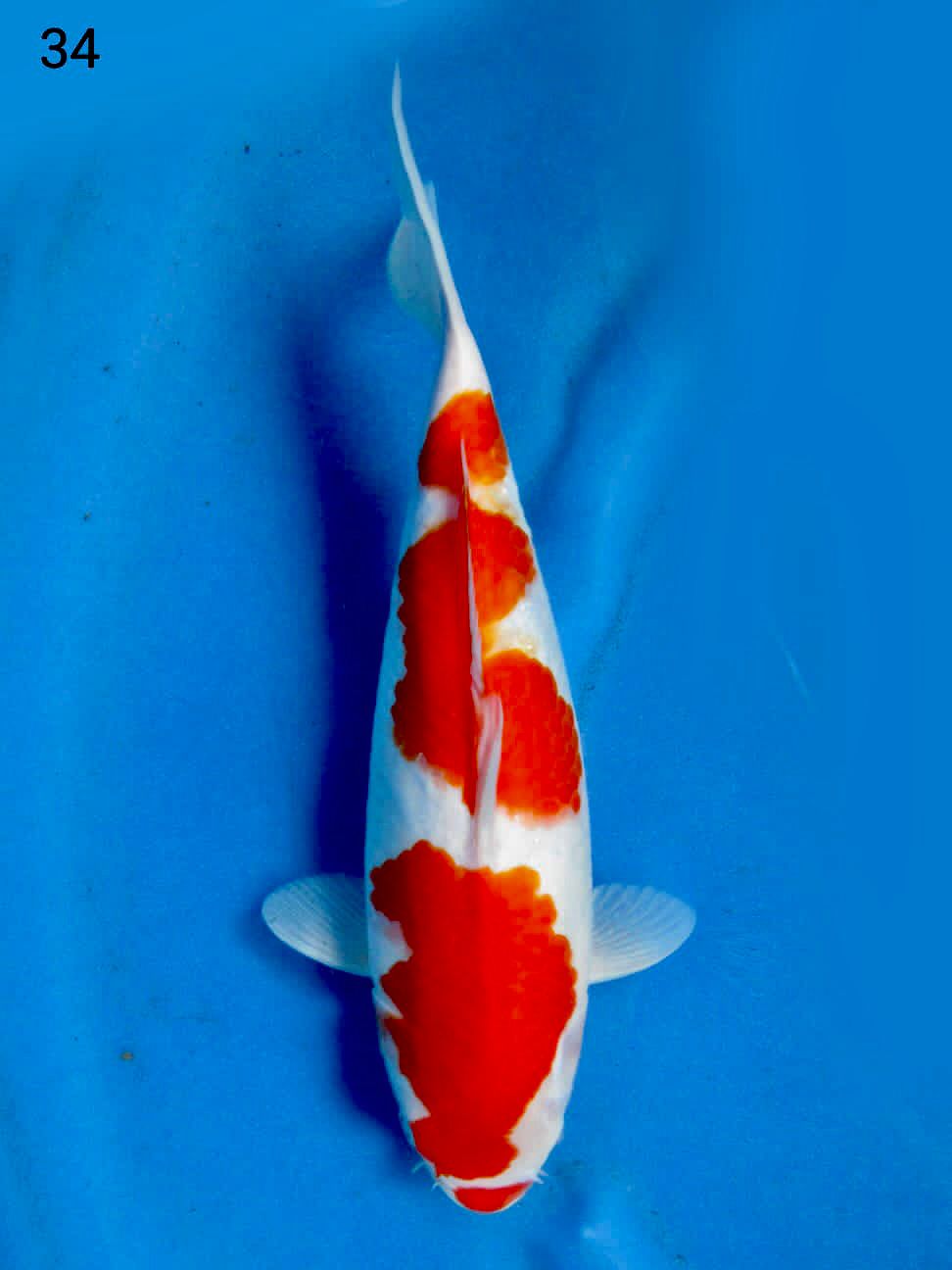KOHAKU SAKAI F1 34cm FEMALE