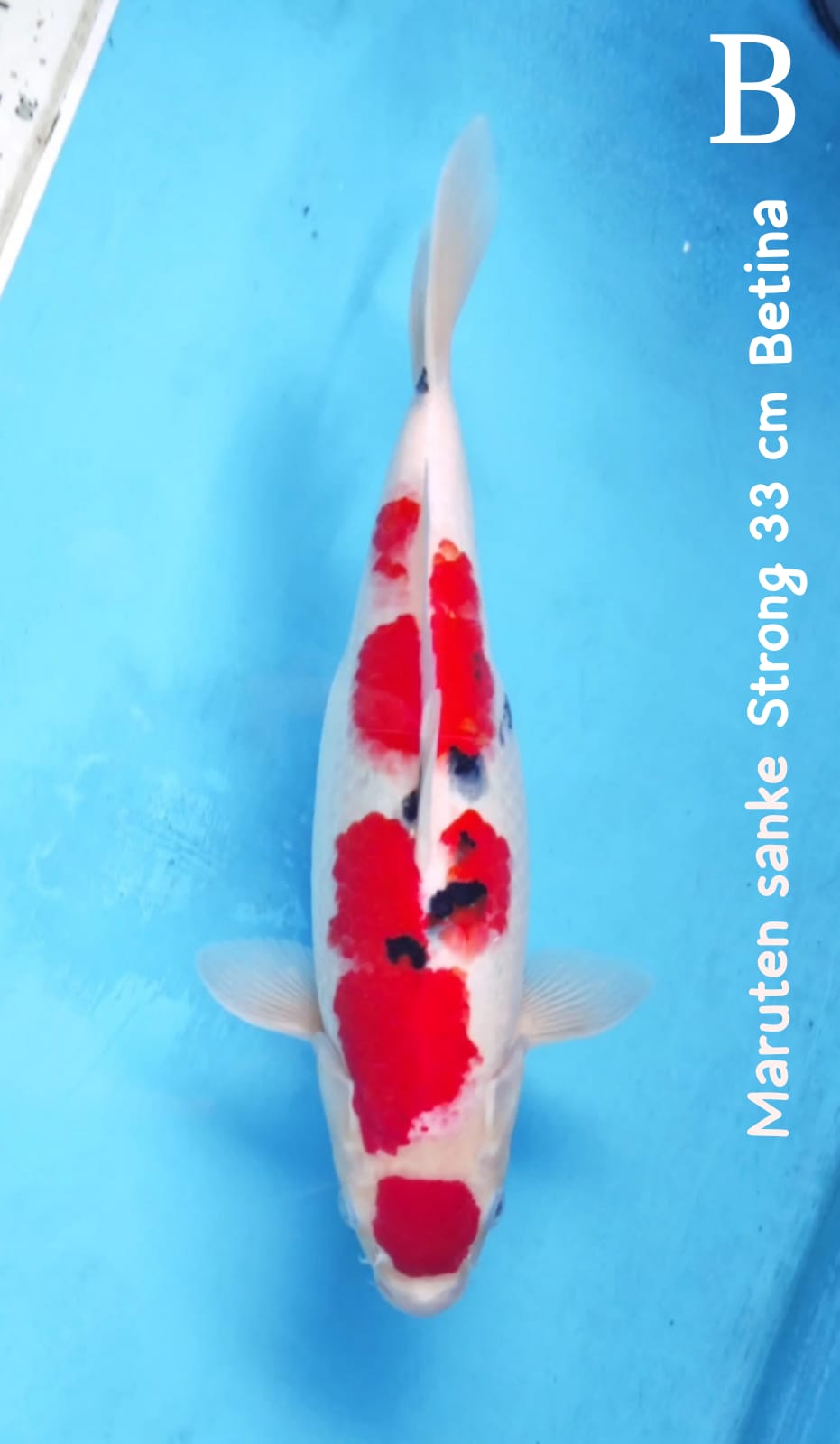 SANKE SRTONG 33cm