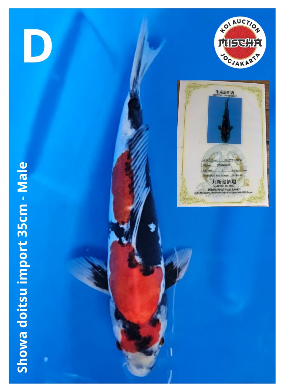 SHOWA DOITSU 35cm