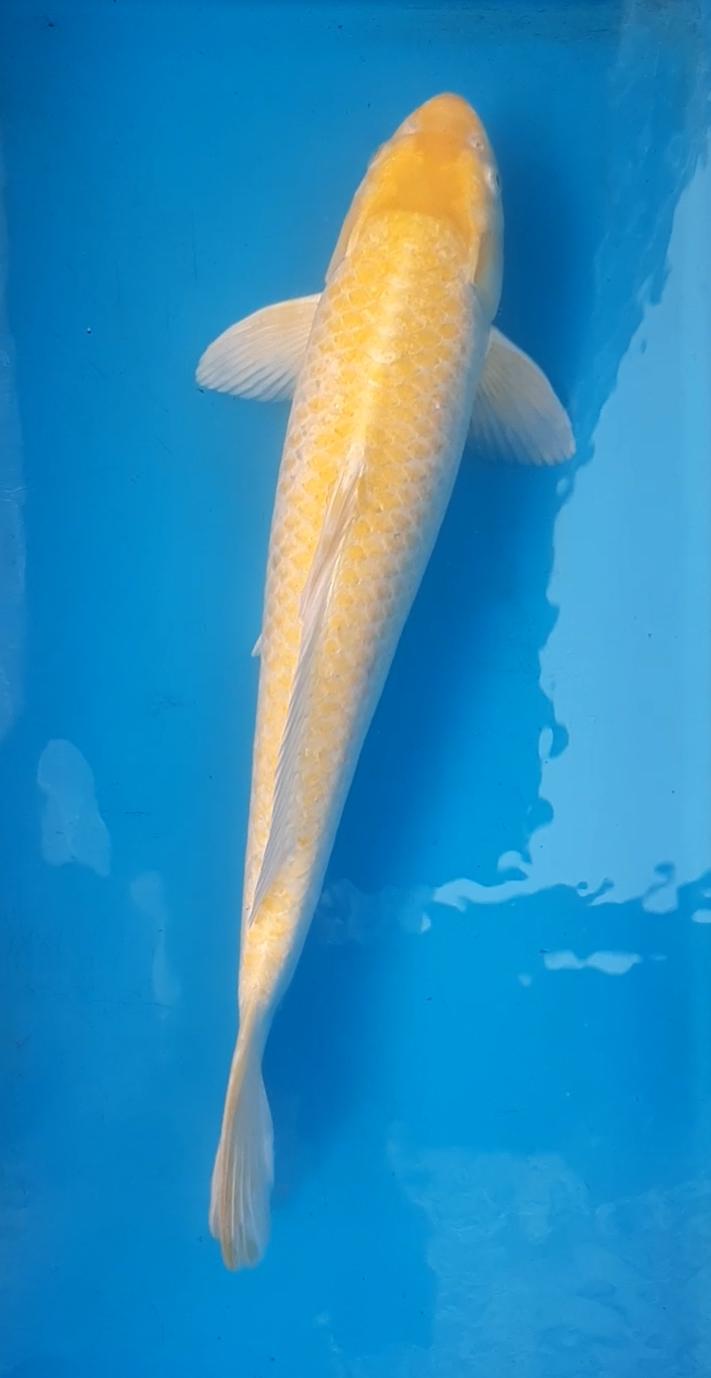 YAMABUKI OGON JUMBO 55cm
