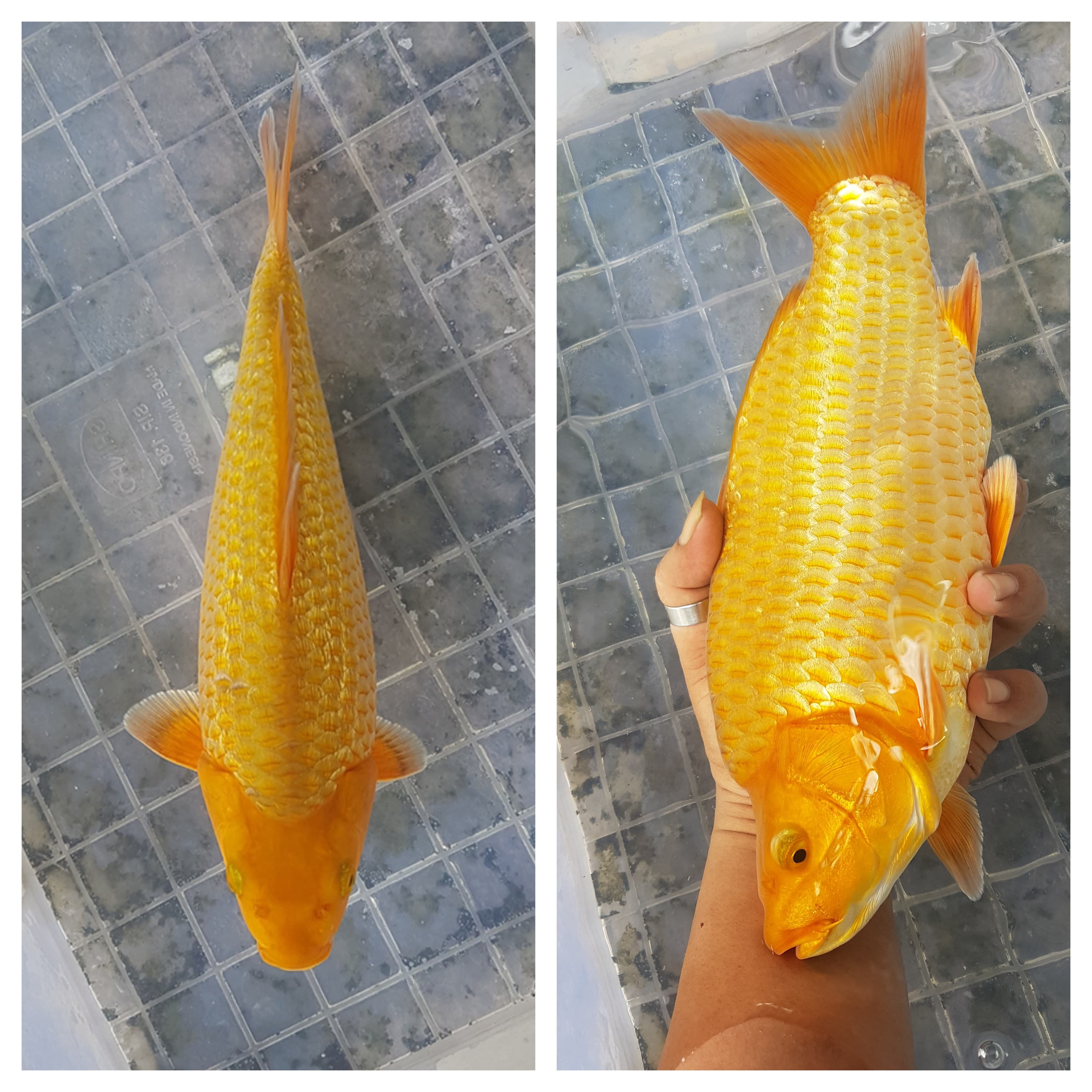 KARAMEL FUULL GINRIN 30cm PUNUK UNTA