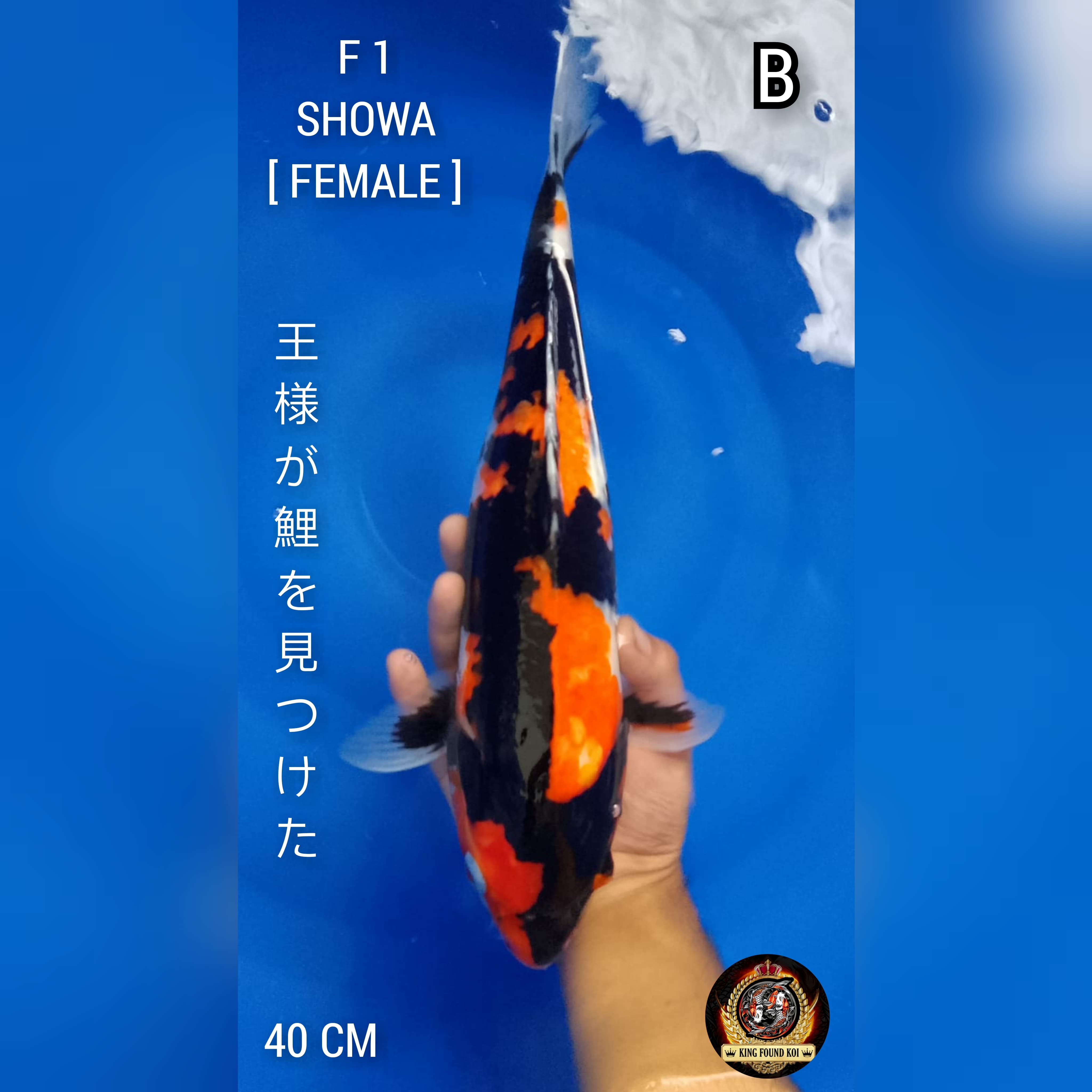 SHOWA F1 40cm