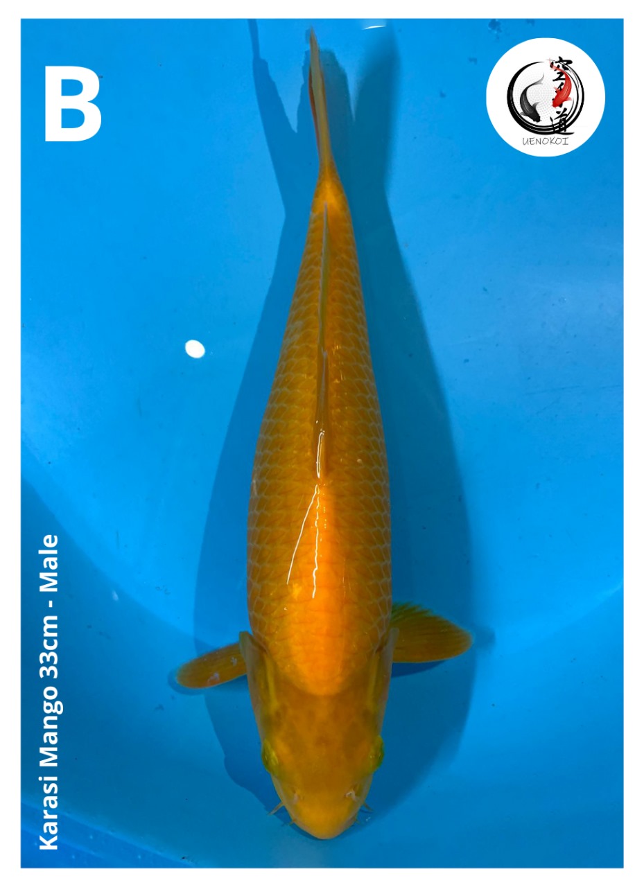 KARASI MANGO 33cm