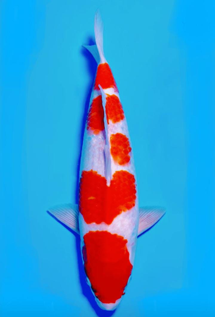 KOHAKU 47cm MOMOTARO KOI FARM