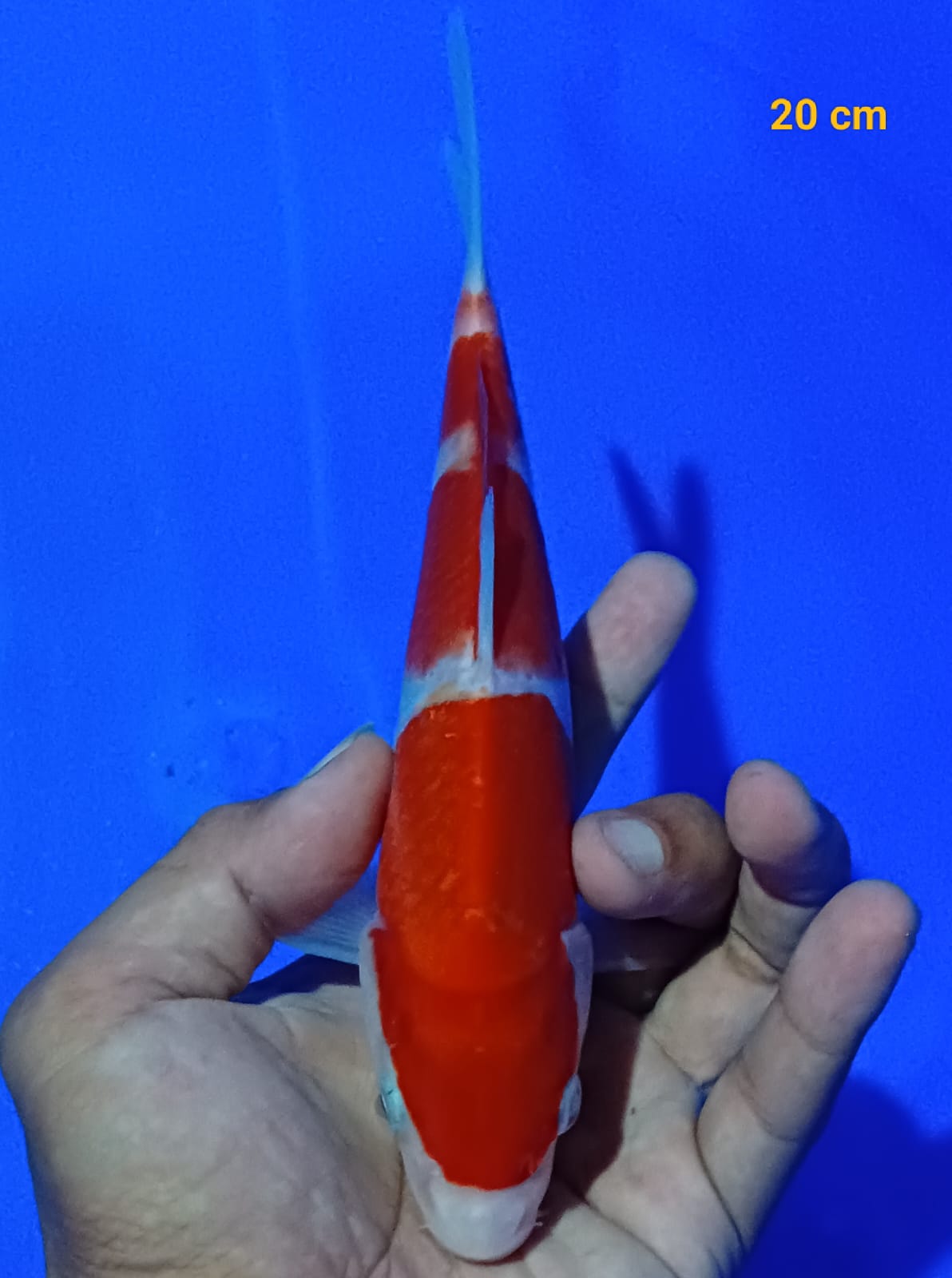KOHAKU 20cm