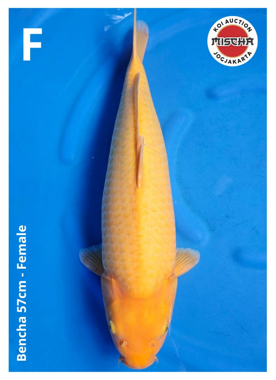BENCHA 57cm