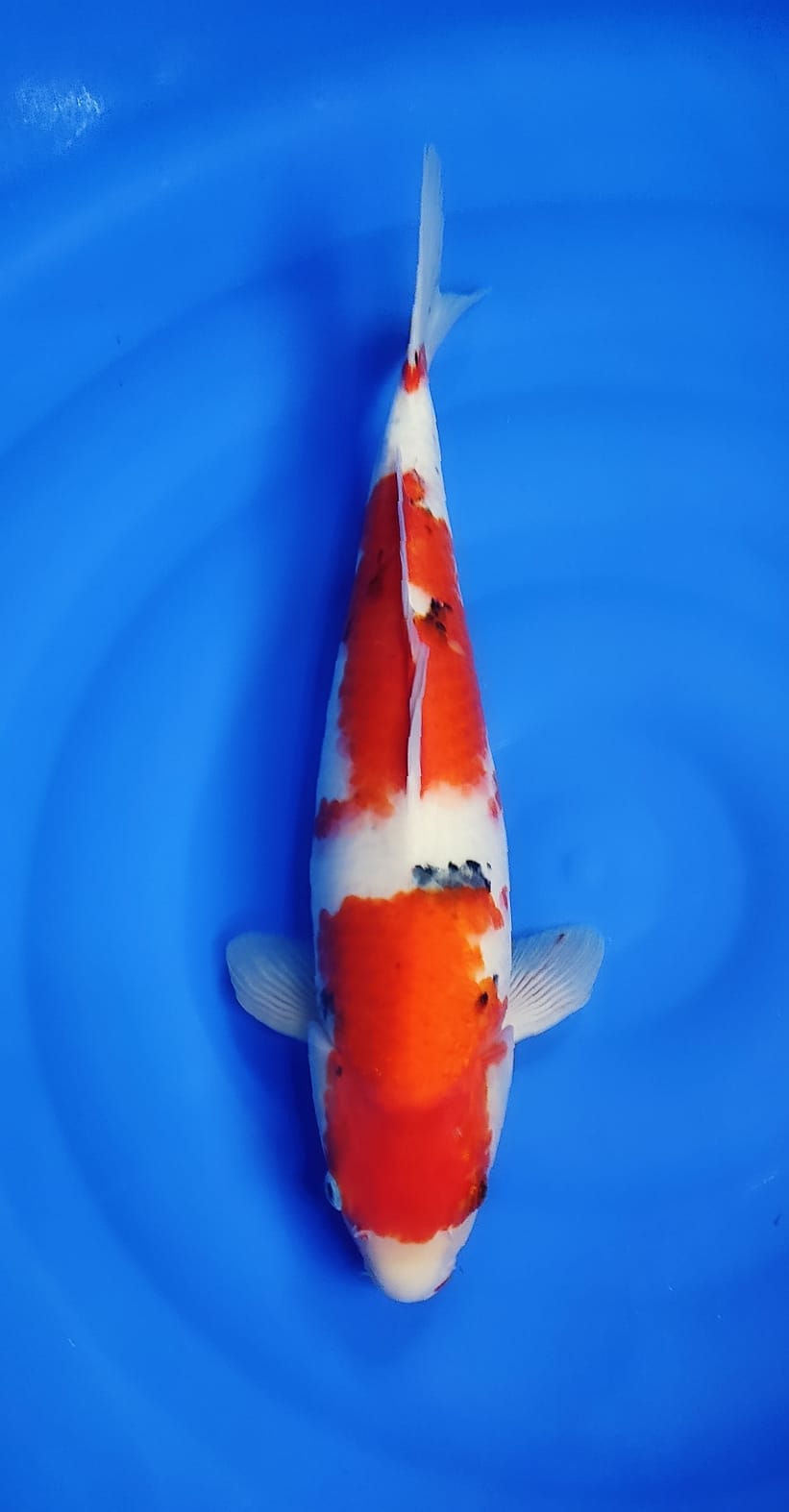 SANKE SAKAI F 45cm