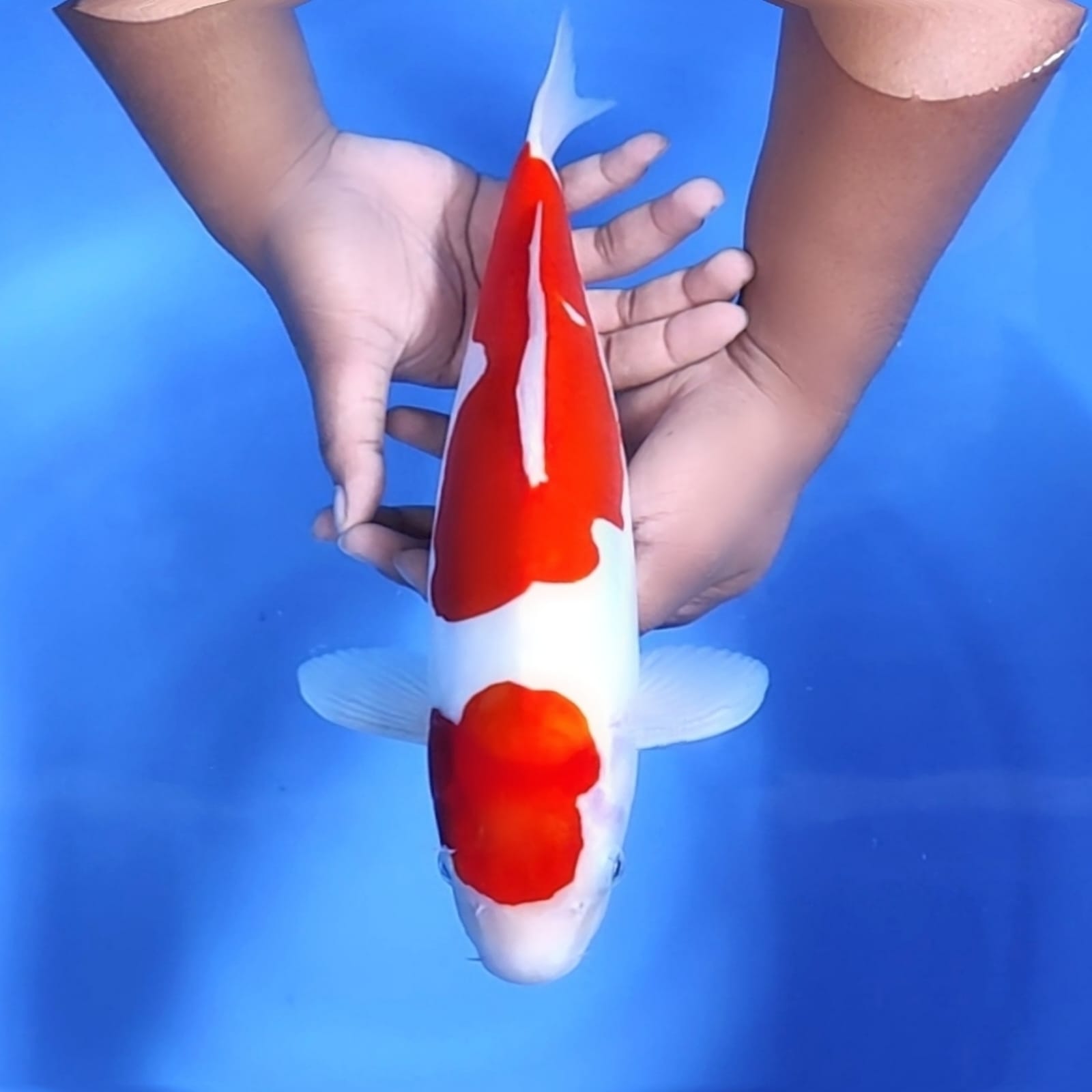 Lelang Koi Online, Jual Beli Ikan Koi, Pusat Jual Beli Koi, Info Lelang Koi Hari Ini, Platform Jual Beli Koi, Jual Beli Ikan Koi Online, Marketplace Ikan Koi, Jual Koi Terbaik, Tempat Beli Koi Berkualitas, Pasar Ikan Koi Online Terpercaya, Penjual Ikan Koi Terpercaya, Beli Koi Hias Online, Ikan Koi untuk Dijual, Koi Kualitas Terbaik, Toko Online Ikan Koi, Koi Hias Untuk Dijual, Jual Beli Ikan Koi Lokal, Koi Indonesia Online, Pusat Jual Beli Koi Terbesar