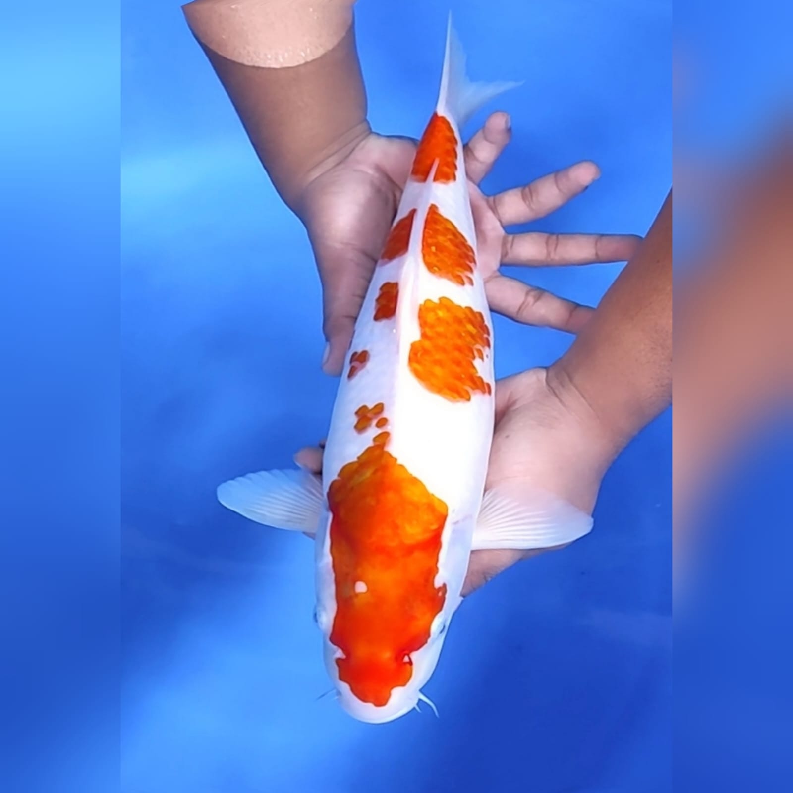 Lelang Koi Online, Jual Beli Ikan Koi, Pusat Jual Beli Koi, Info Lelang Koi Hari Ini, Platform Jual Beli Koi, Jual Beli Ikan Koi Online, Marketplace Ikan Koi, Jual Koi Terbaik, Tempat Beli Koi Berkualitas, Pasar Ikan Koi Online Terpercaya, Penjual Ikan Koi Terpercaya, Beli Koi Hias Online, Ikan Koi untuk Dijual, Koi Kualitas Terbaik, Toko Online Ikan Koi, Koi Hias Untuk Dijual, Jual Beli Ikan Koi Lokal, Koi Indonesia Online, Pusat Jual Beli Koi Terbesar