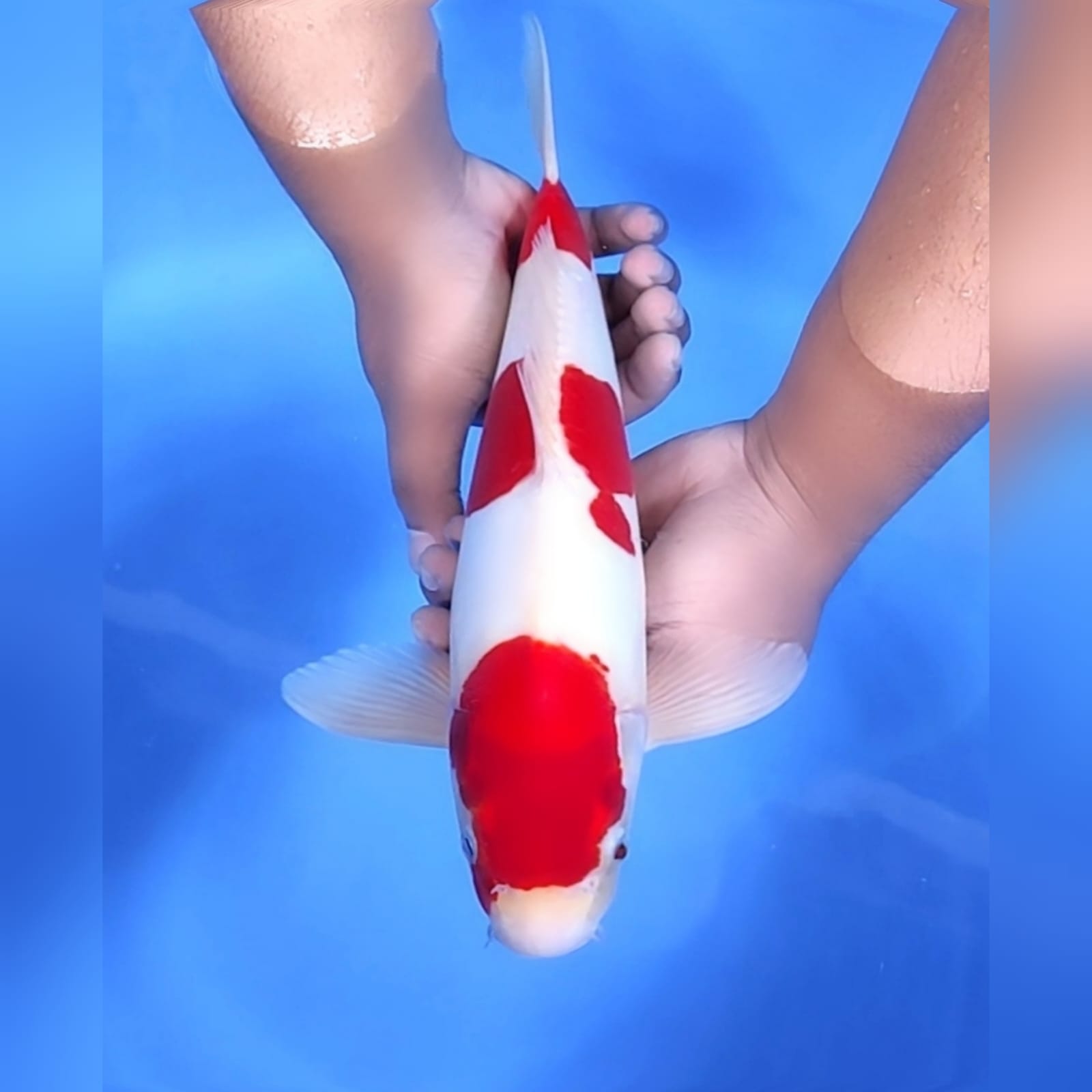 Lelang Koi Online, Jual Beli Ikan Koi, Pusat Jual Beli Koi, Info Lelang Koi Hari Ini, Platform Jual Beli Koi, Jual Beli Ikan Koi Online, Marketplace Ikan Koi, Jual Koi Terbaik, Tempat Beli Koi Berkualitas, Pasar Ikan Koi Online Terpercaya, Penjual Ikan Koi Terpercaya, Beli Koi Hias Online, Ikan Koi untuk Dijual, Koi Kualitas Terbaik, Toko Online Ikan Koi, Koi Hias Untuk Dijual, Jual Beli Ikan Koi Lokal, Koi Indonesia Online, Pusat Jual Beli Koi Terbesar