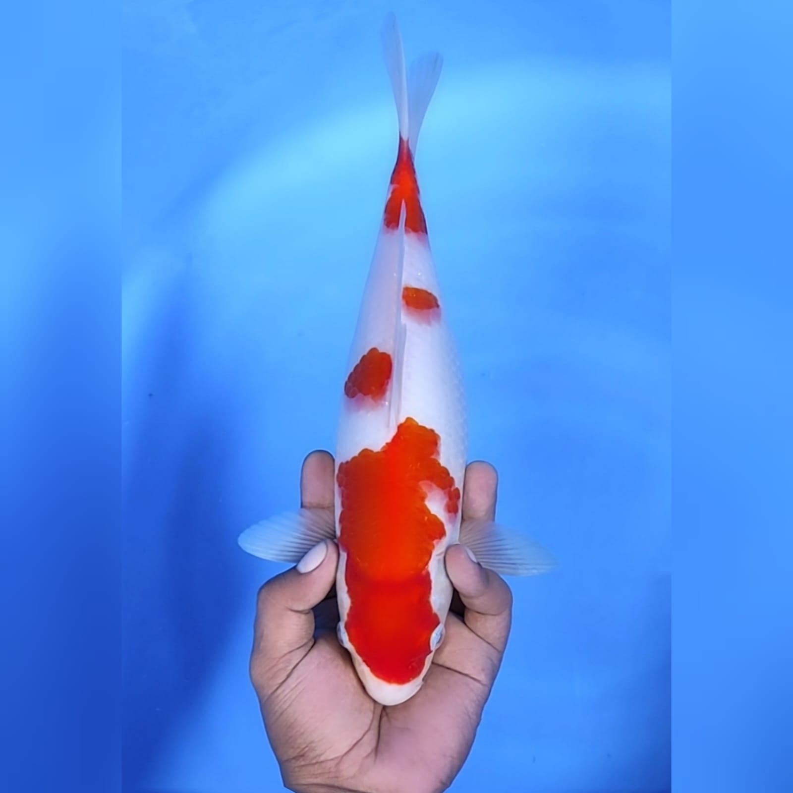 Lelang Koi Online, Jual Beli Ikan Koi, Pusat Jual Beli Koi, Info Lelang Koi Hari Ini, Platform Jual Beli Koi, Jual Beli Ikan Koi Online, Marketplace Ikan Koi, Jual Koi Terbaik, Tempat Beli Koi Berkualitas, Pasar Ikan Koi Online Terpercaya, Penjual Ikan Koi Terpercaya, Beli Koi Hias Online, Ikan Koi untuk Dijual, Koi Kualitas Terbaik, Toko Online Ikan Koi, Koi Hias Untuk Dijual, Jual Beli Ikan Koi Lokal, Koi Indonesia Online, Pusat Jual Beli Koi Terbesar