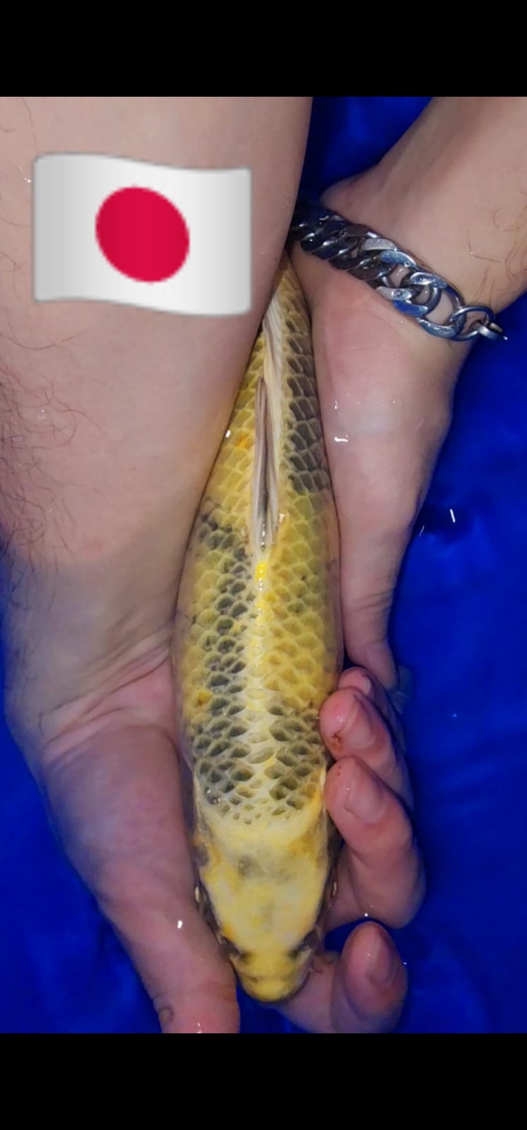 IMPORT TSUNA KIN KI UTSURI RARE FISH 32cm