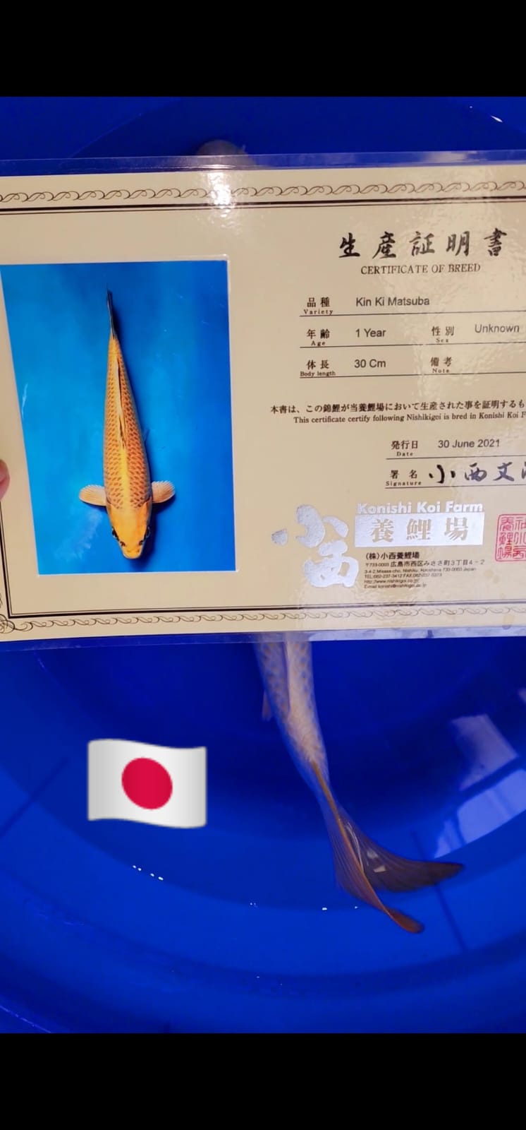 IMPORT KONISHI RARE KI MATSUBA JUMBO 52cm