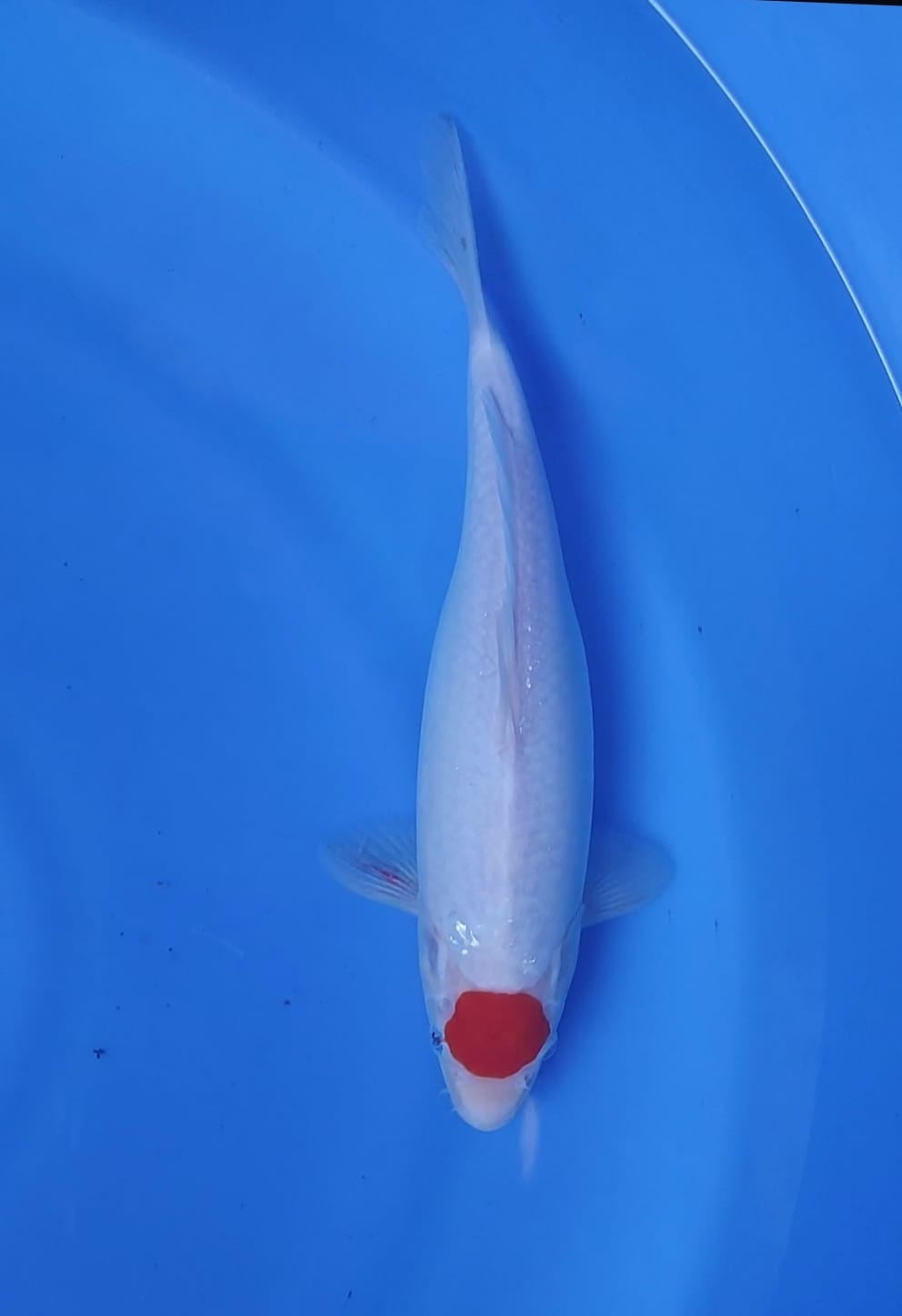 TANCO KOHAKU ORIGINAL BODY BAGUS 28cm
