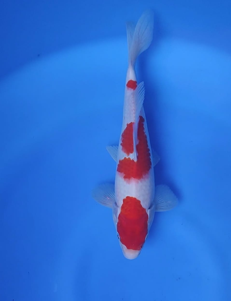KOHAKU SIMPLE PETREN ORIGINAL RED STRONG 28cm