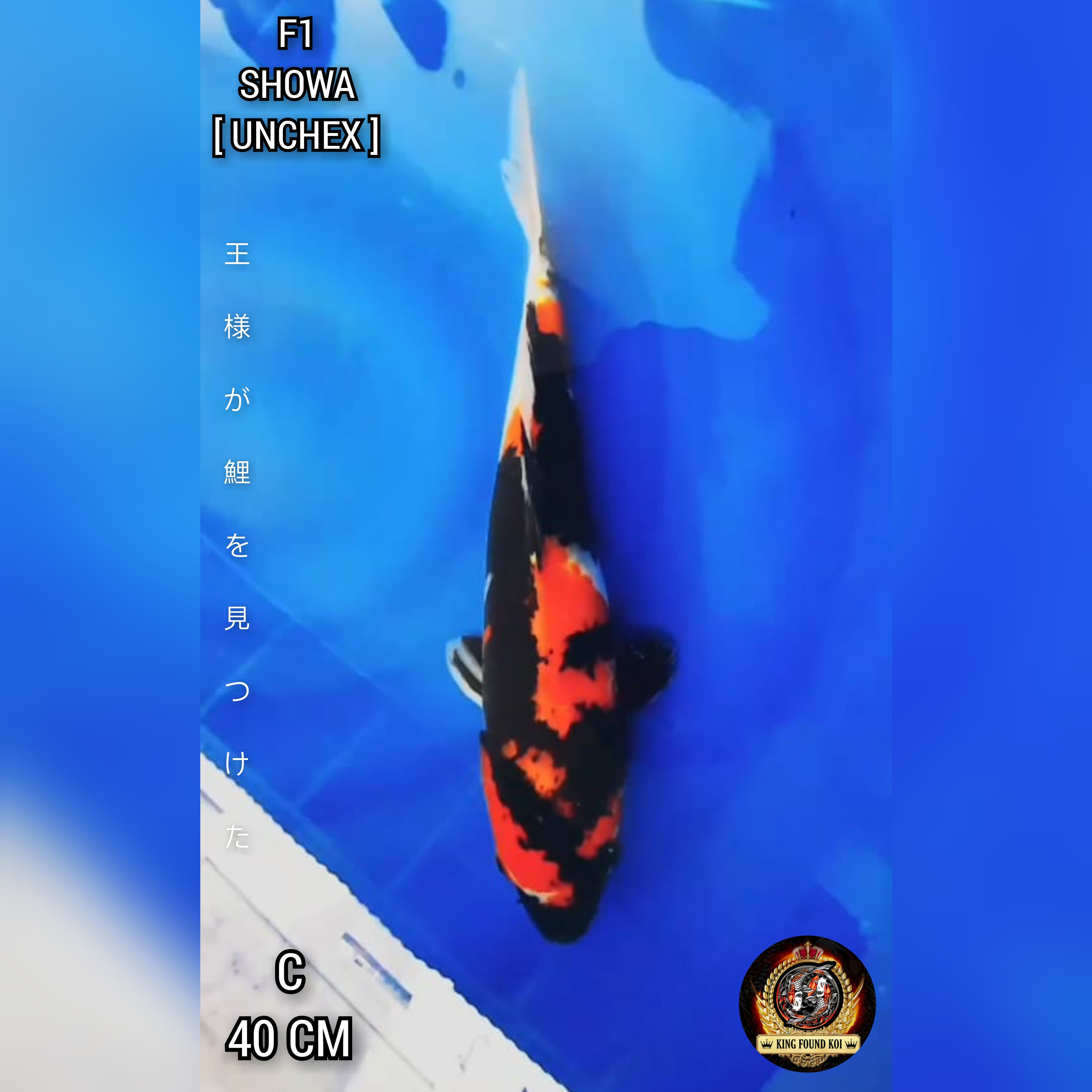 SHOWA II F1 BLOODLINE ISA KOI FARM II SUPER QUALITY II 40cm