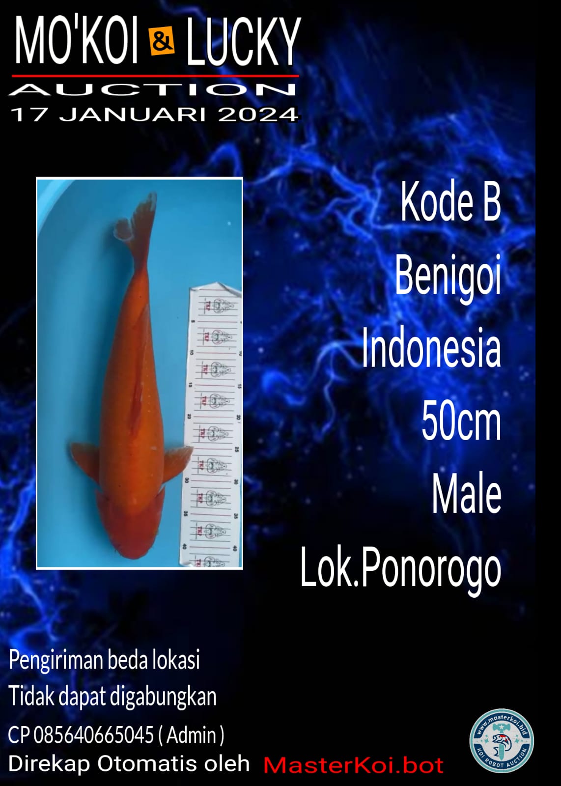 BENIGOI LOKAL 50cm MALE LOKASI PONOROGO