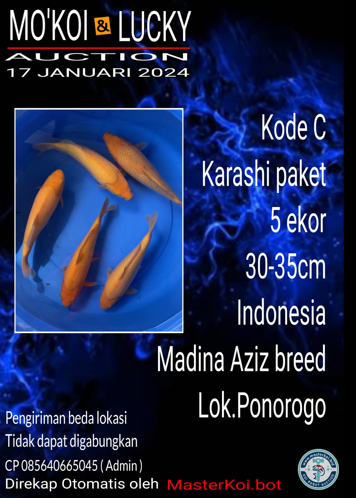 PAKET 5 EKOR KARASHI LOKAL HQ BREED MADINA AZIZ 30cm 35cm LOKASI PONOROGO