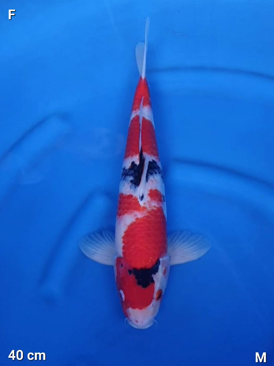 SHOWA TATEGOI 40cm